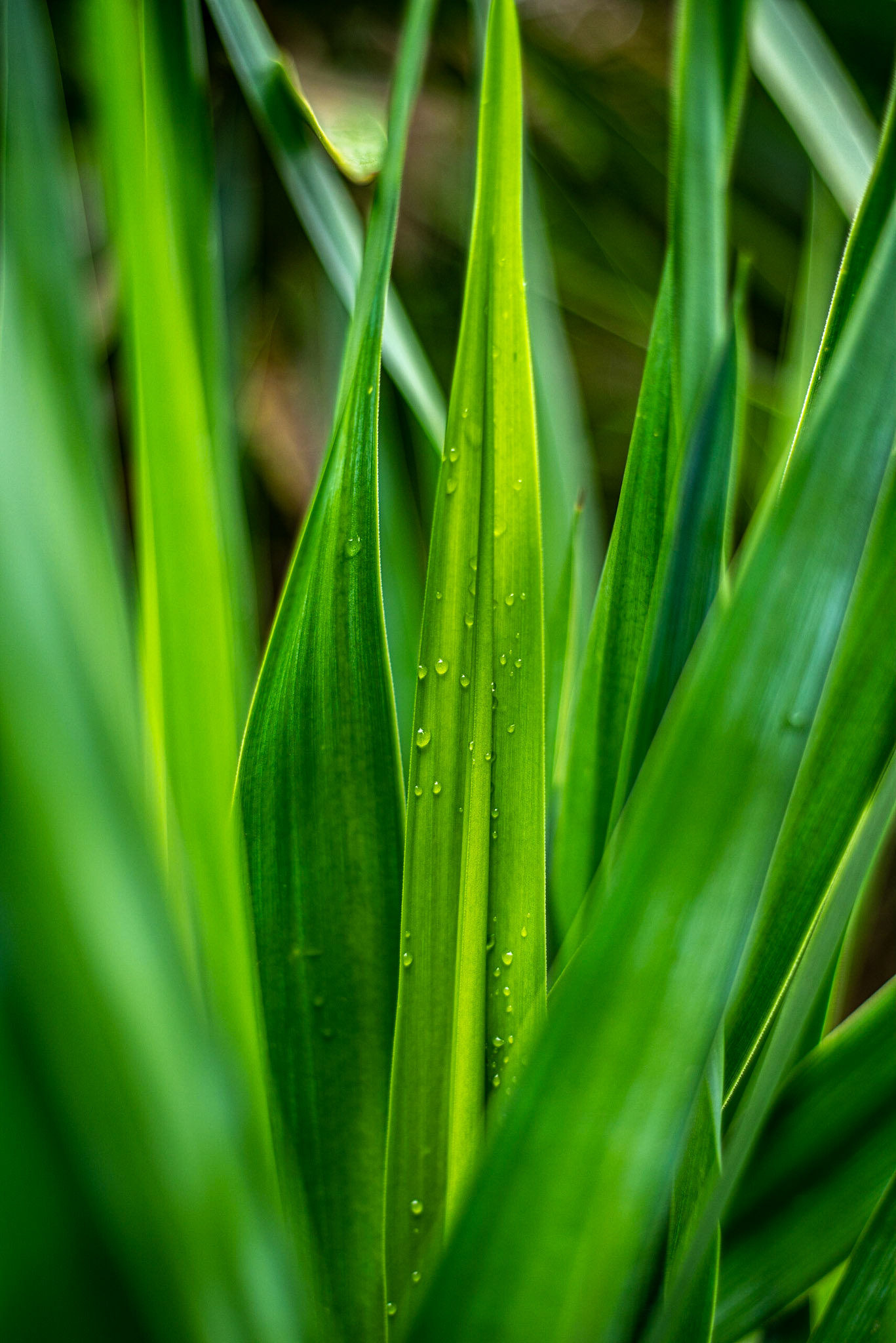 COD:0120_2019 - Ap. de Goiânia-GO