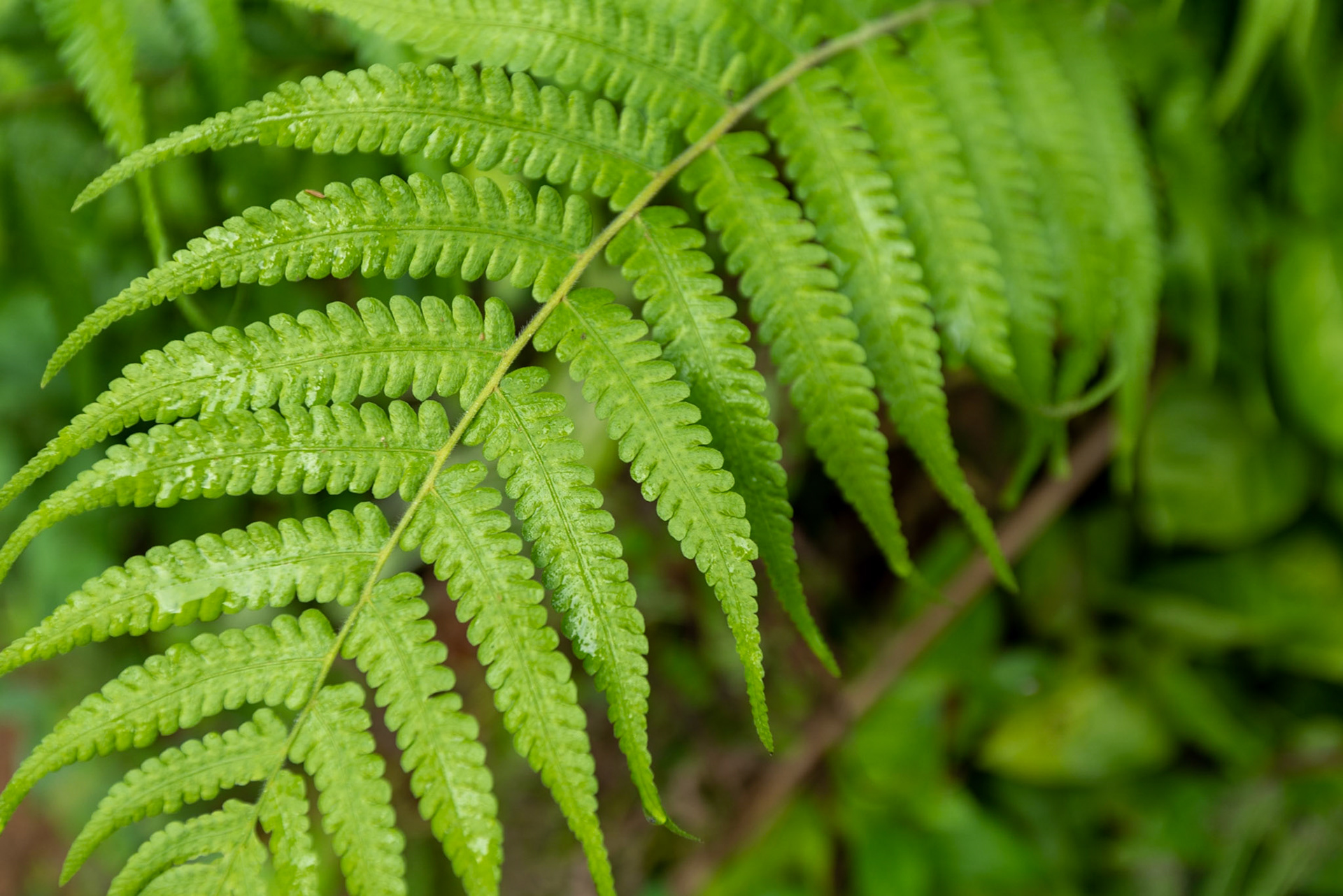 COD:0808_2020 - Teófilo Otoni-MG