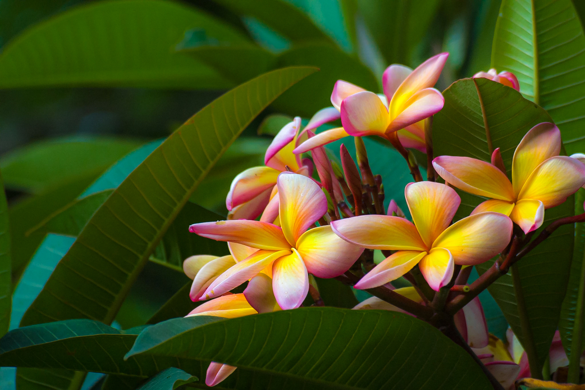 COD:0007_2006 - Jasmim manga - Goiania-GO