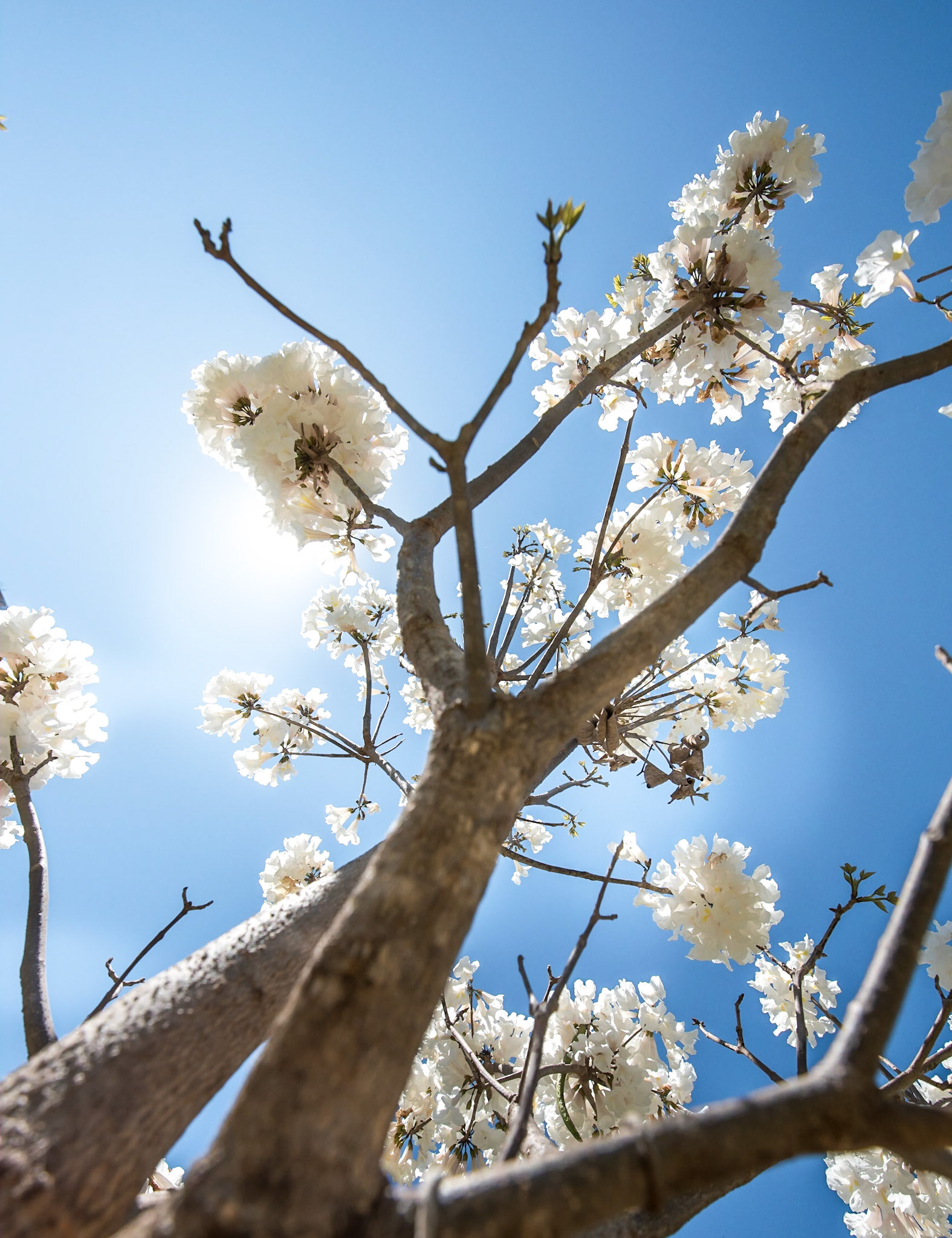 COD:9350_2017 - Ipê-Branco - Anápolis-GO