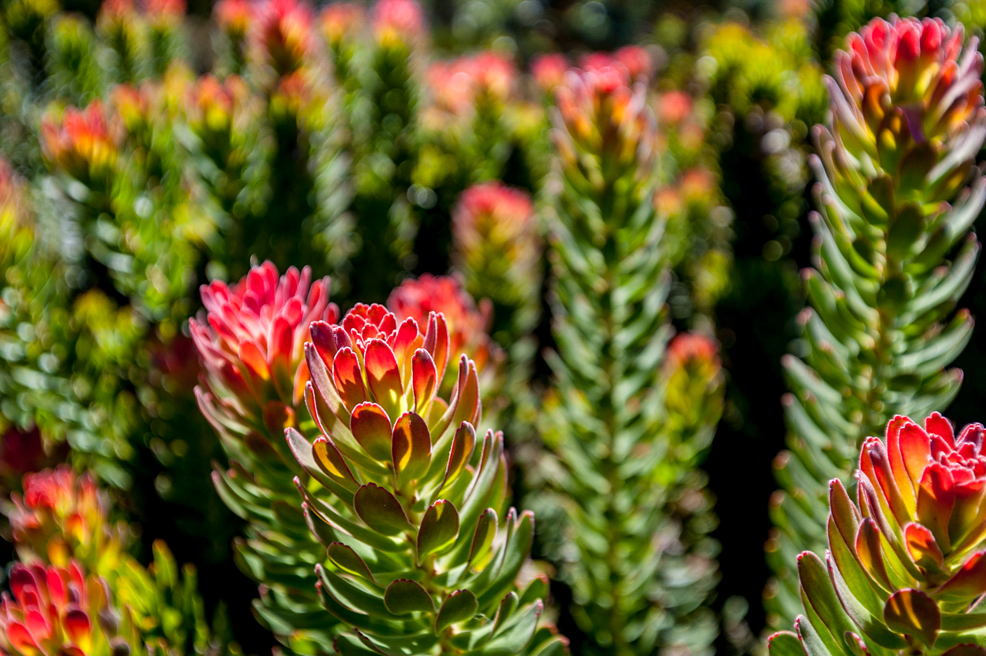 COD:4111_2017 - Cidade do Cabo-África do Sul