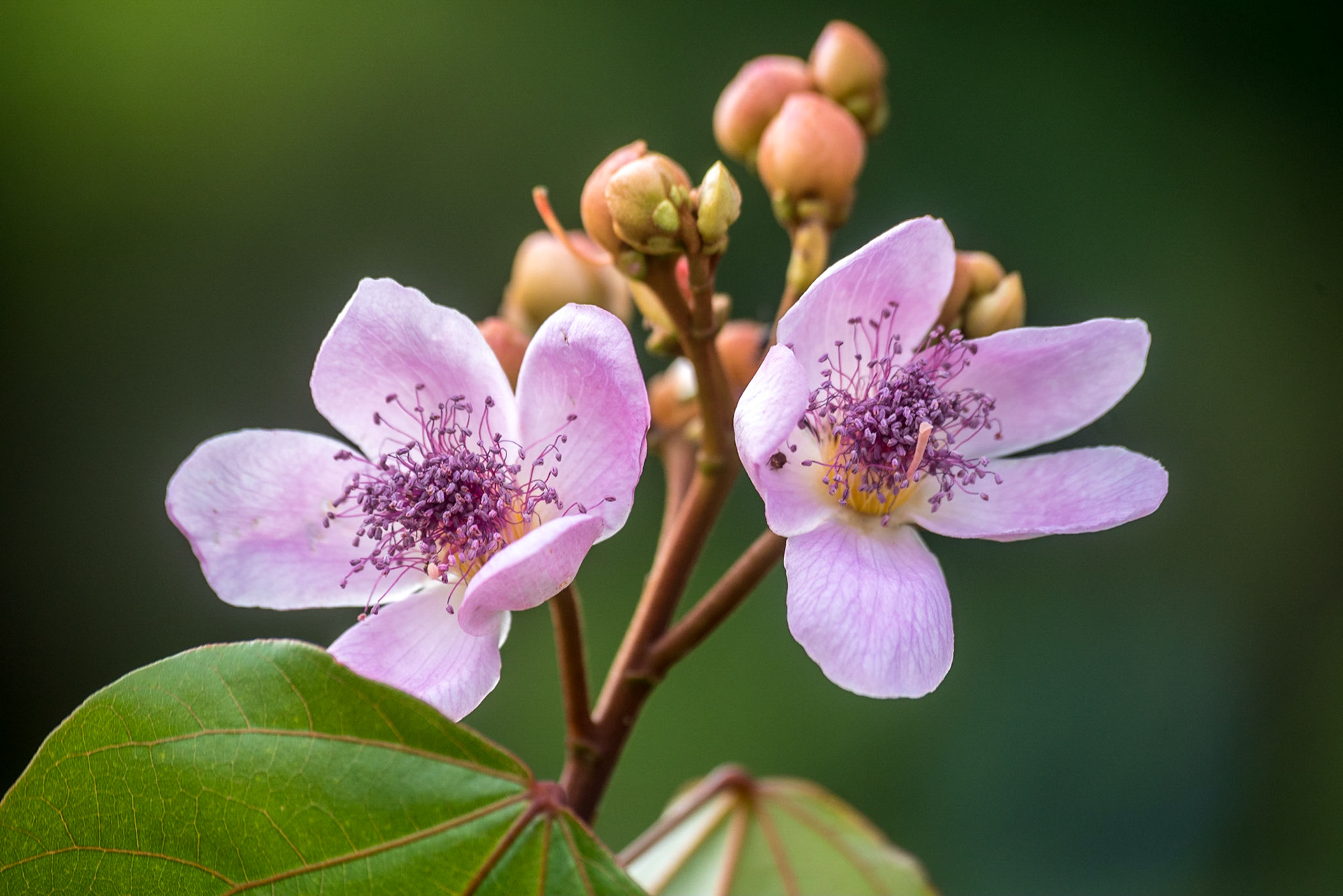 COD:0073_2018 -  Goiania-GO