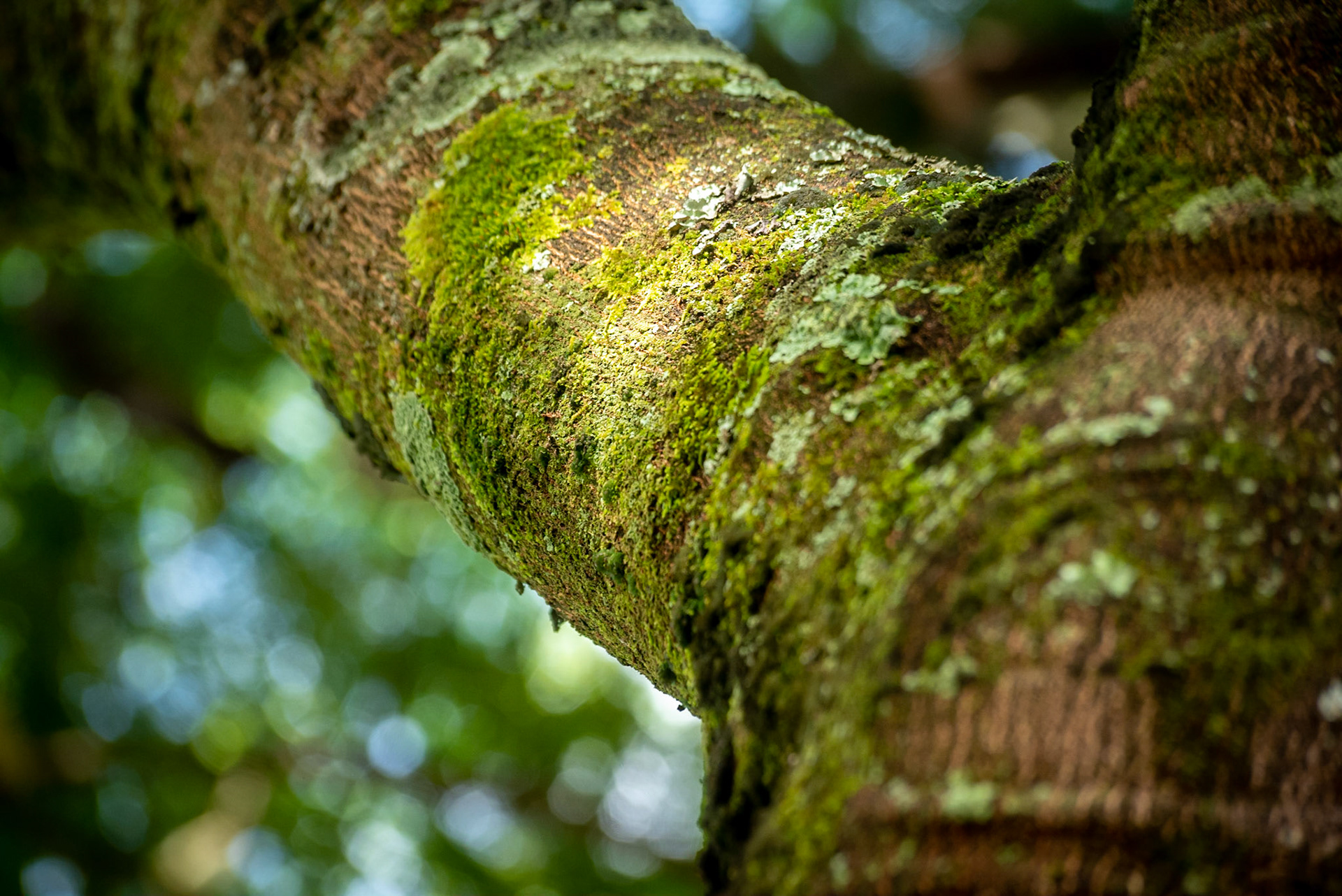 COD:8539_2019 - Goiânia-GO