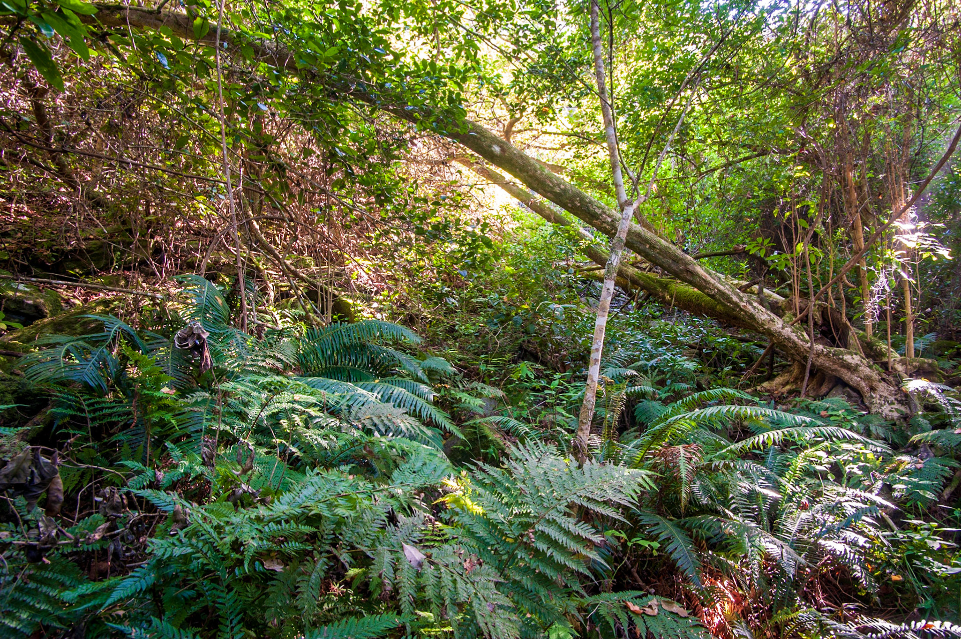 COD:2017_3184 - Tsitsikamma Park - África do Sul