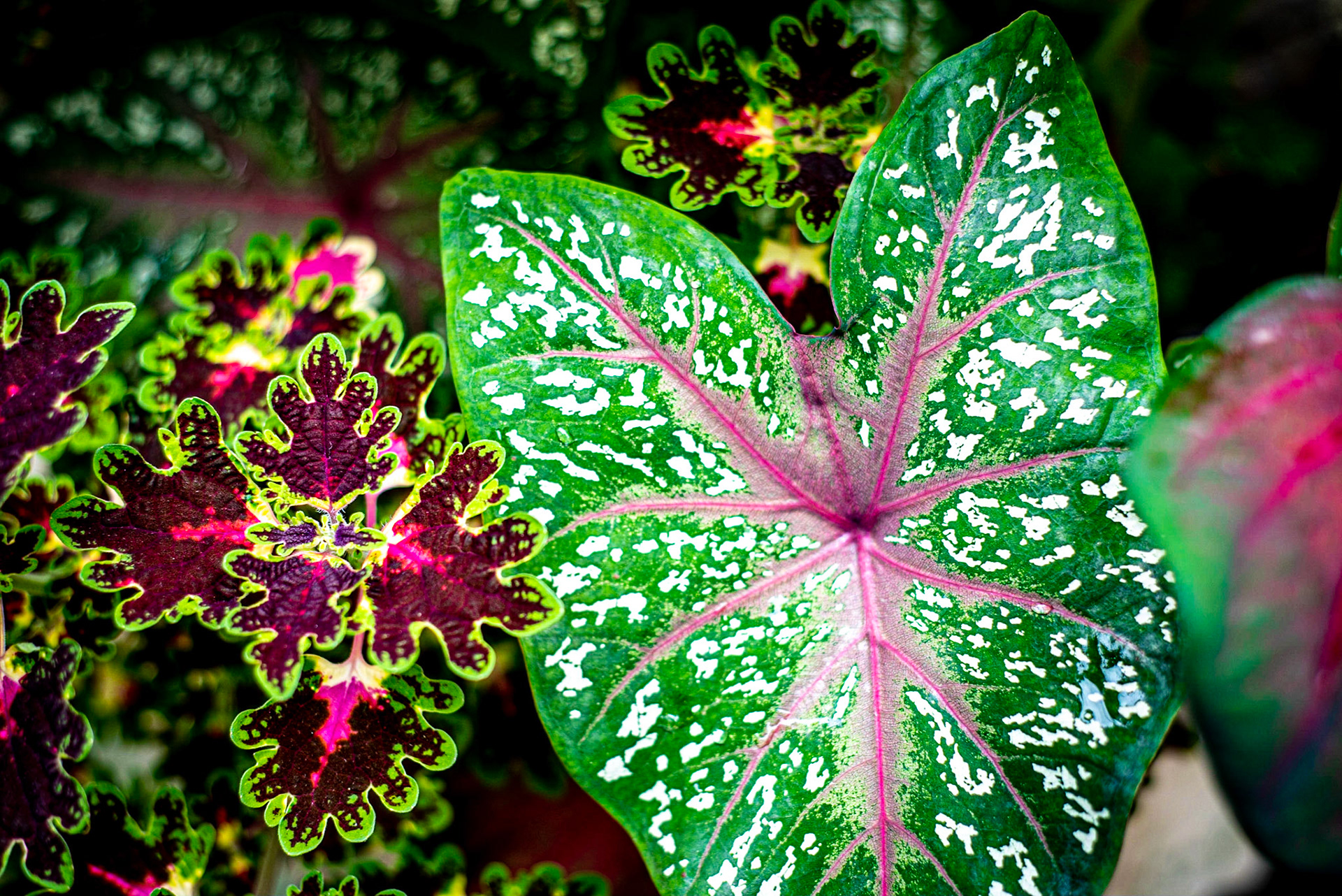 COD:0111_2019 - Ap. de Goiânia-GO