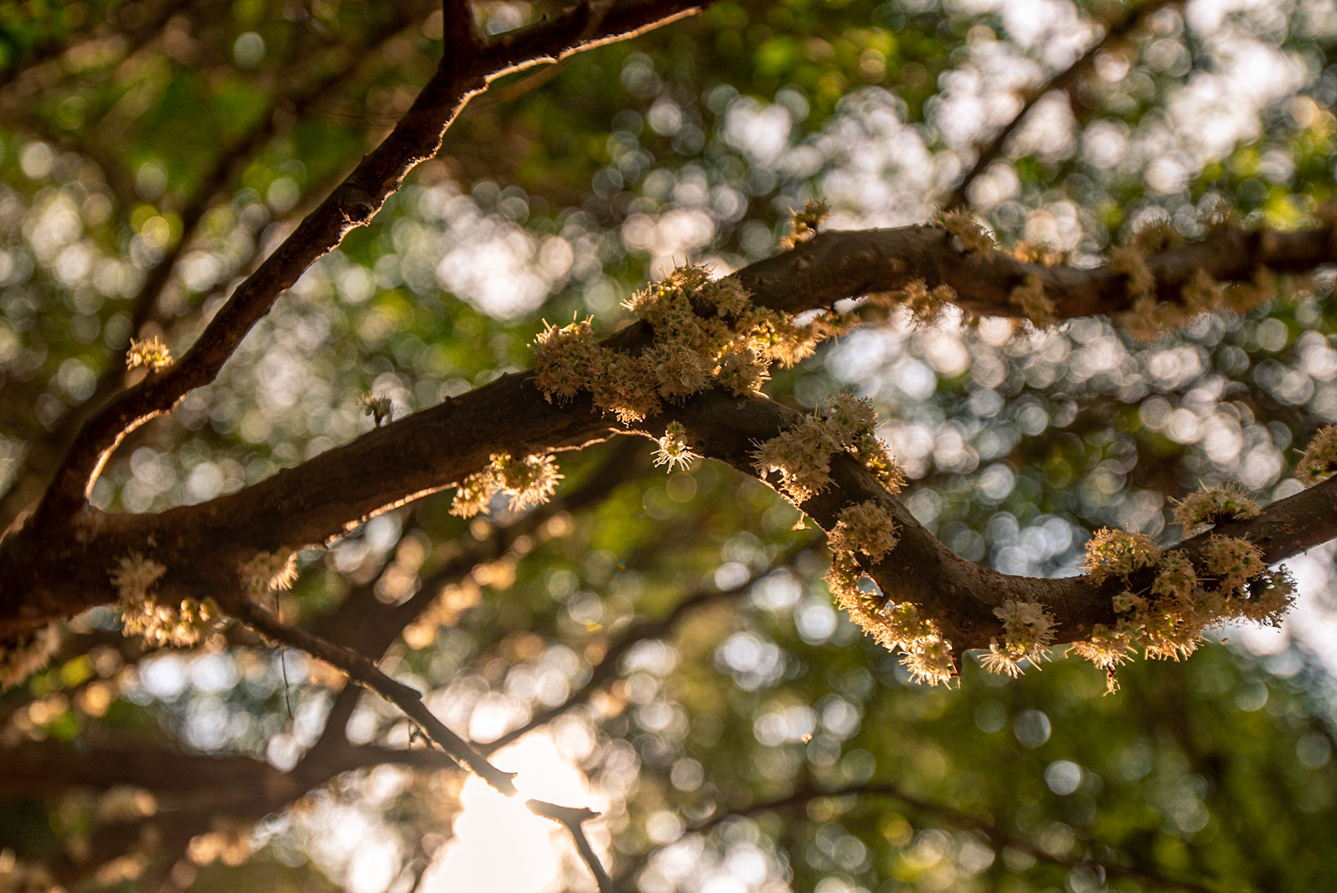 COD:6922_2019 - Jabuticabeira -  Bonfinopolis-GO