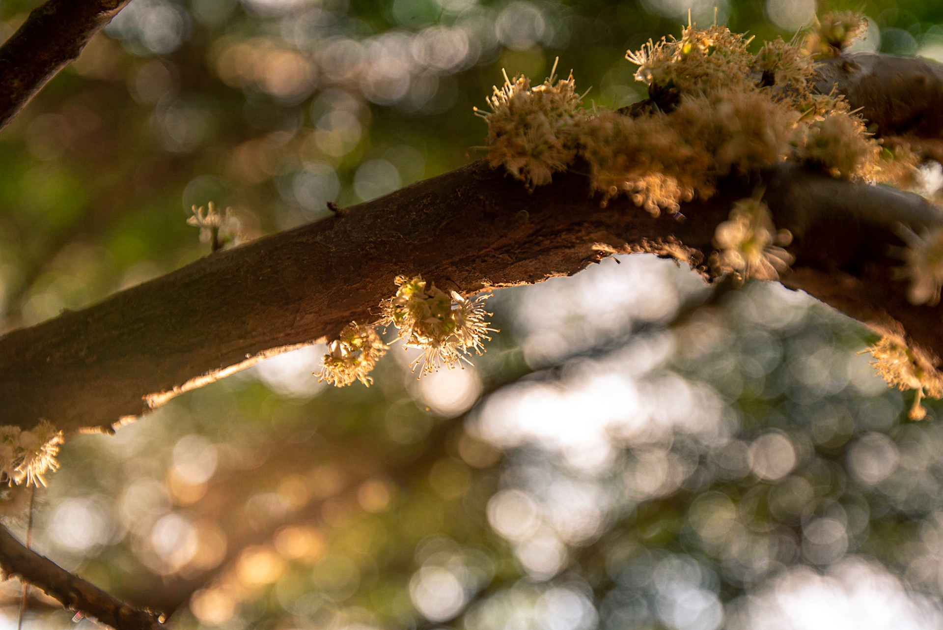 COD:6927_2019 - Jabuticabeira florida - Goiânia-GO