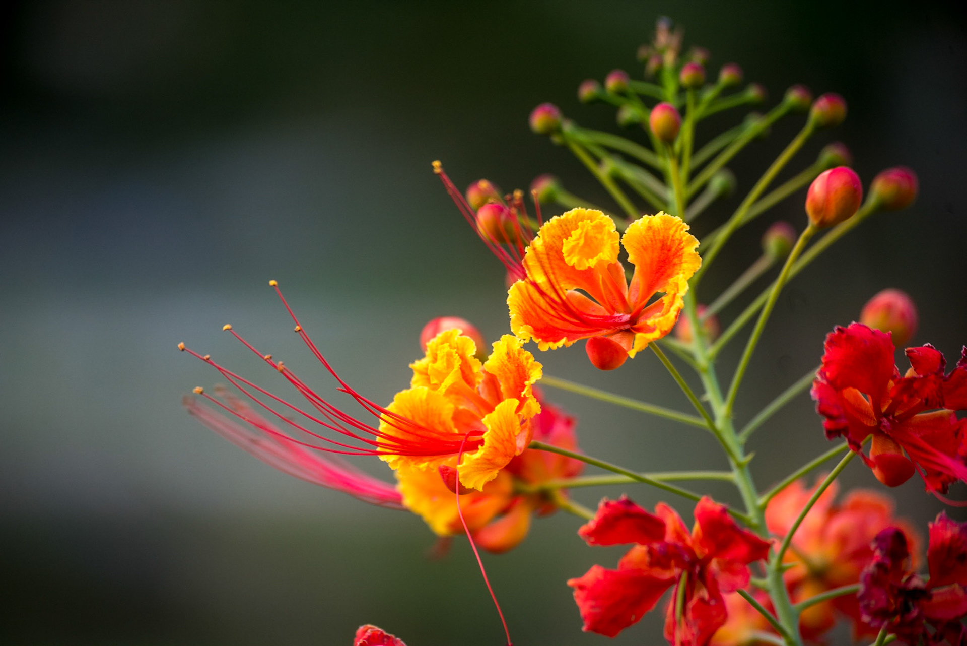 COD:0061_2018 -  Goiania-GO