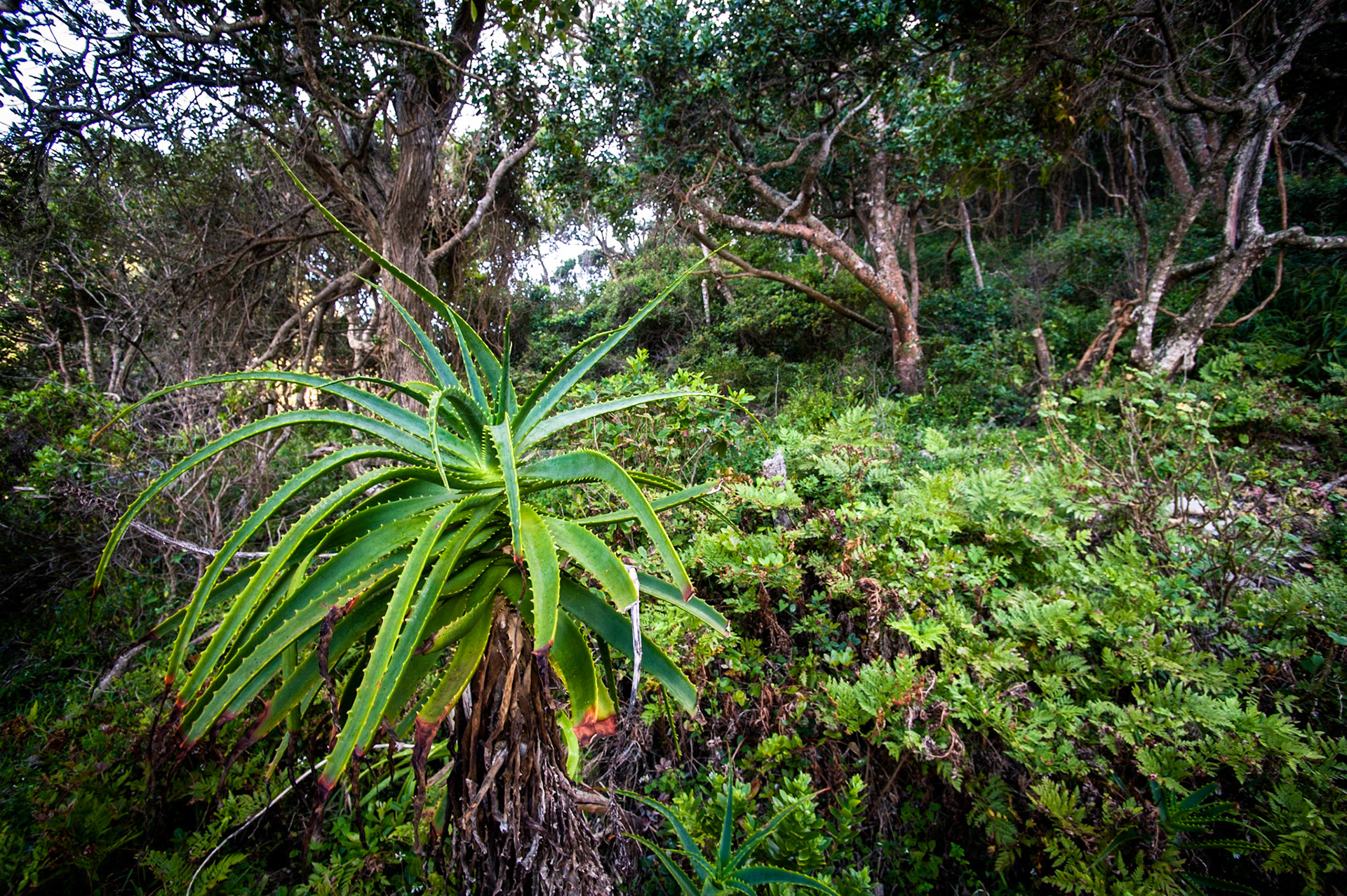 COD:3230_2017 - Tsitsikamma Park - África do Sul
