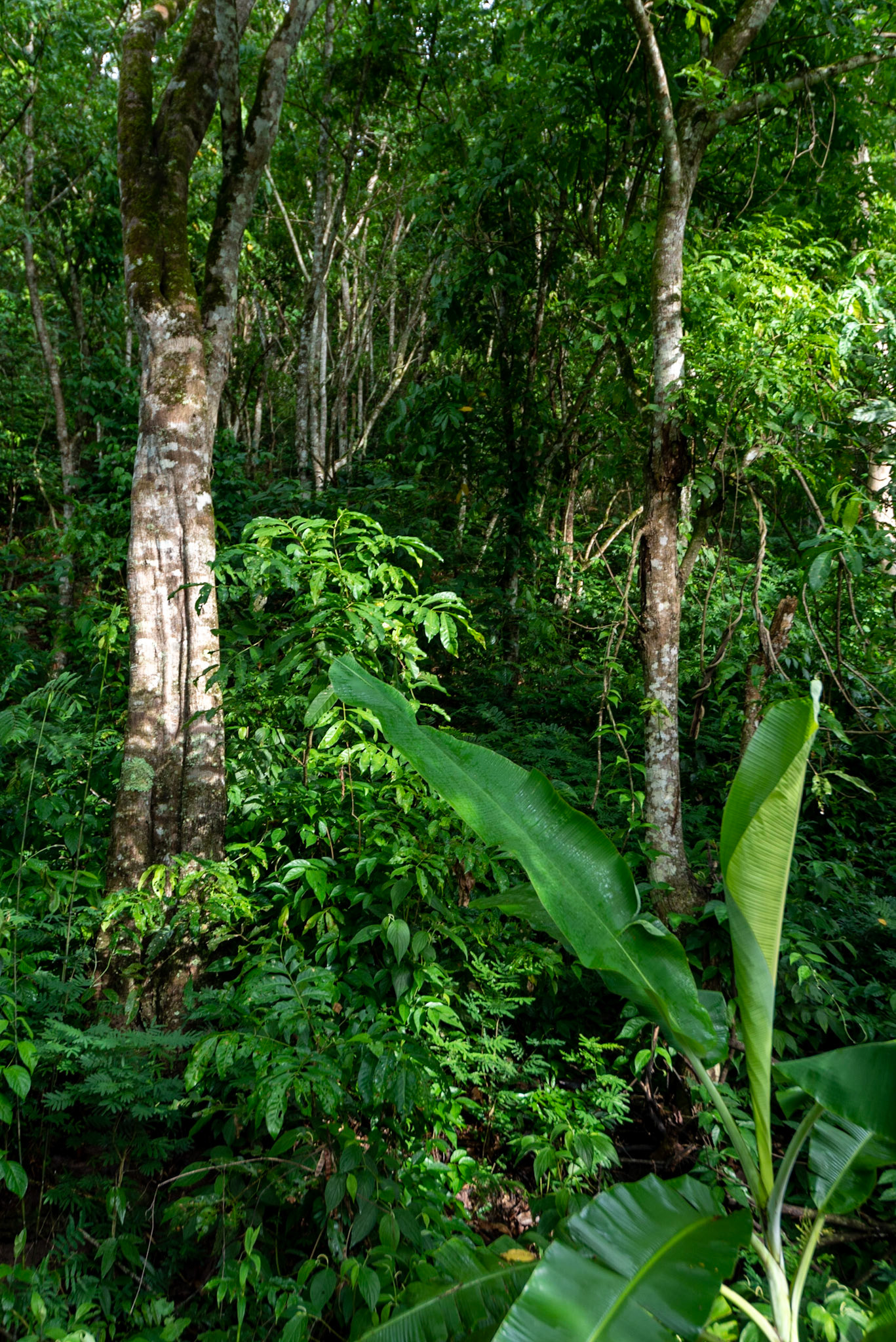 COD:0884_2020 - Teófilo Otoni-MG