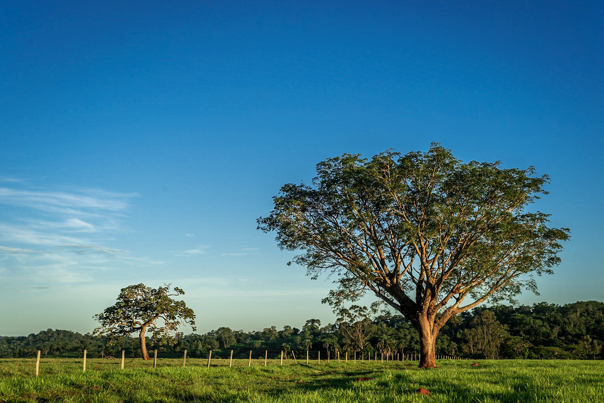 COD:0240_2019 - BR-060 - Goiás