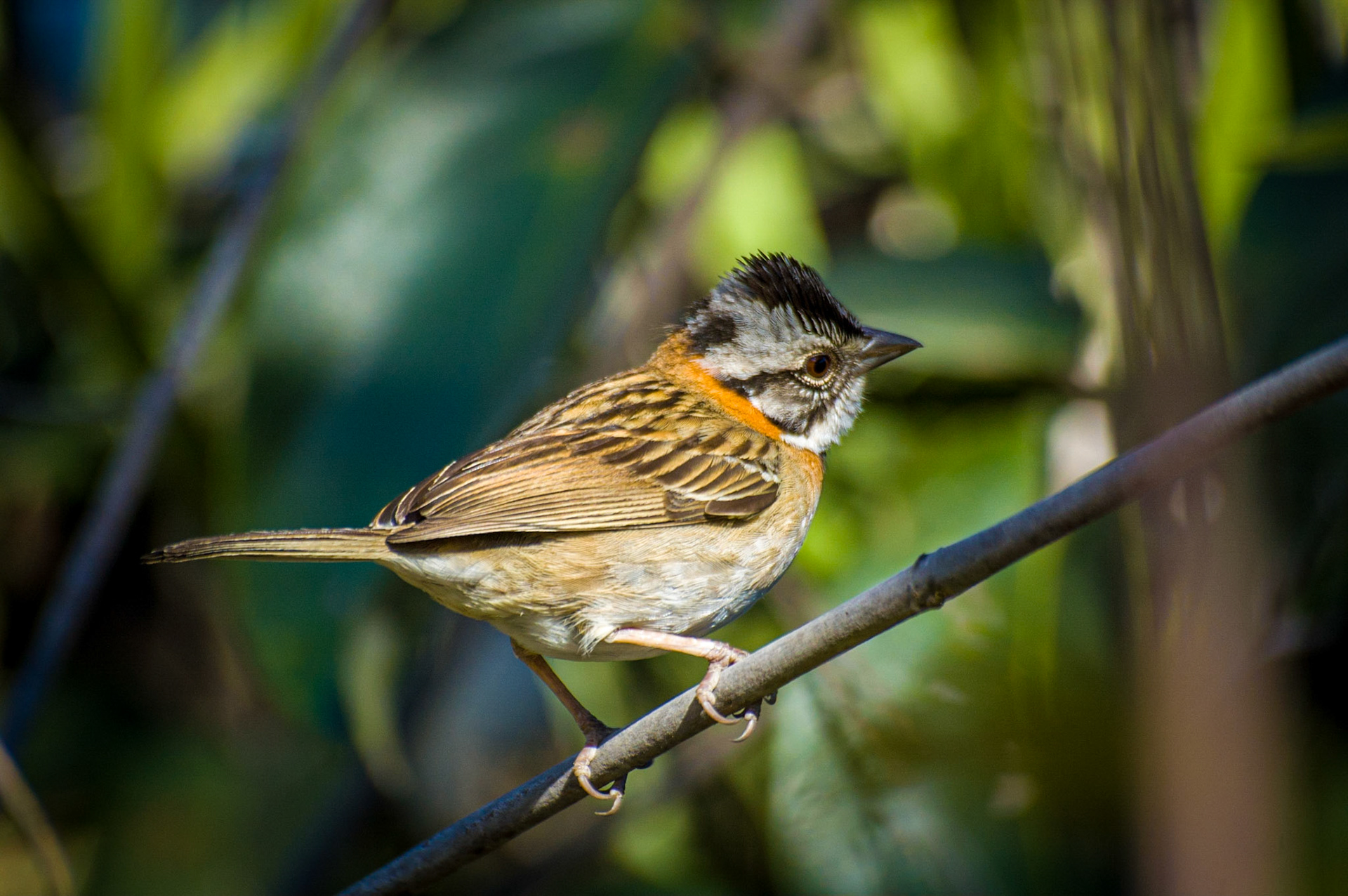 COD:0942_2007 - Rei do Prata - Cavalcante-GO