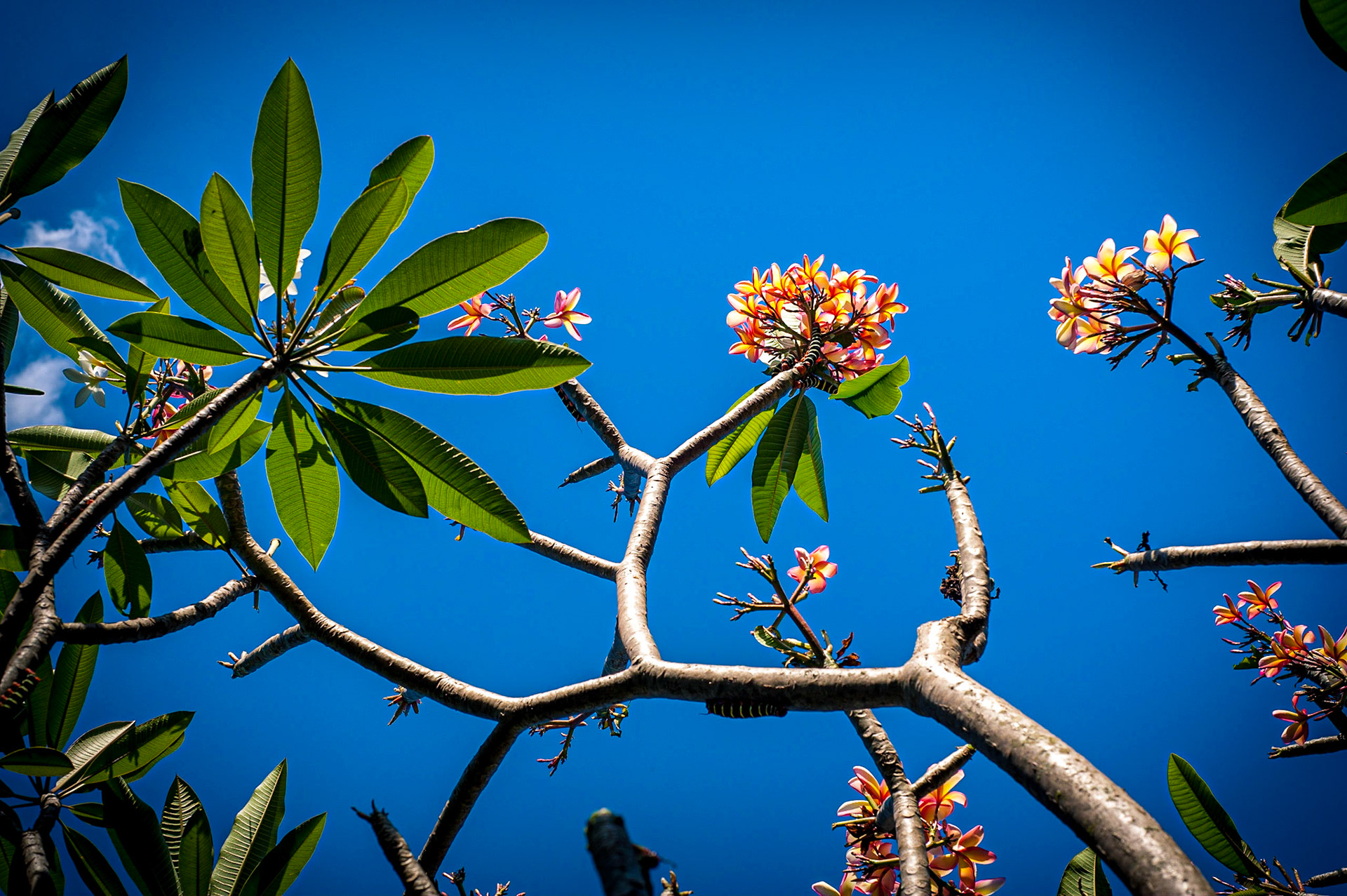 COD:2449_2011 - Jasmim manga - Goiania-GO