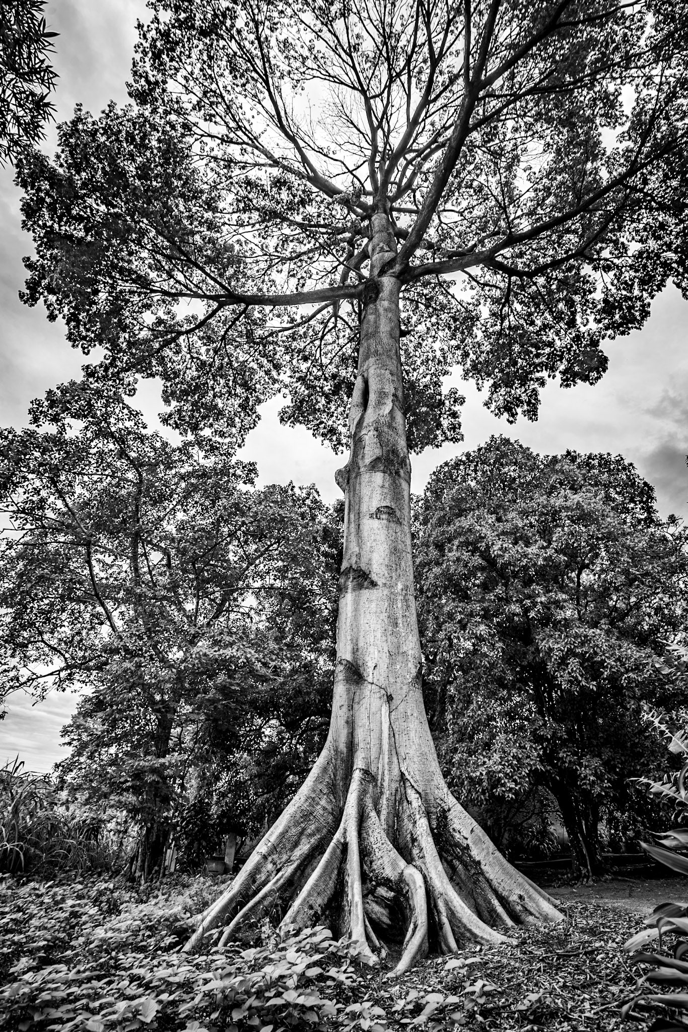 COD:0053_2019 - Ap. de Goiânia-GO