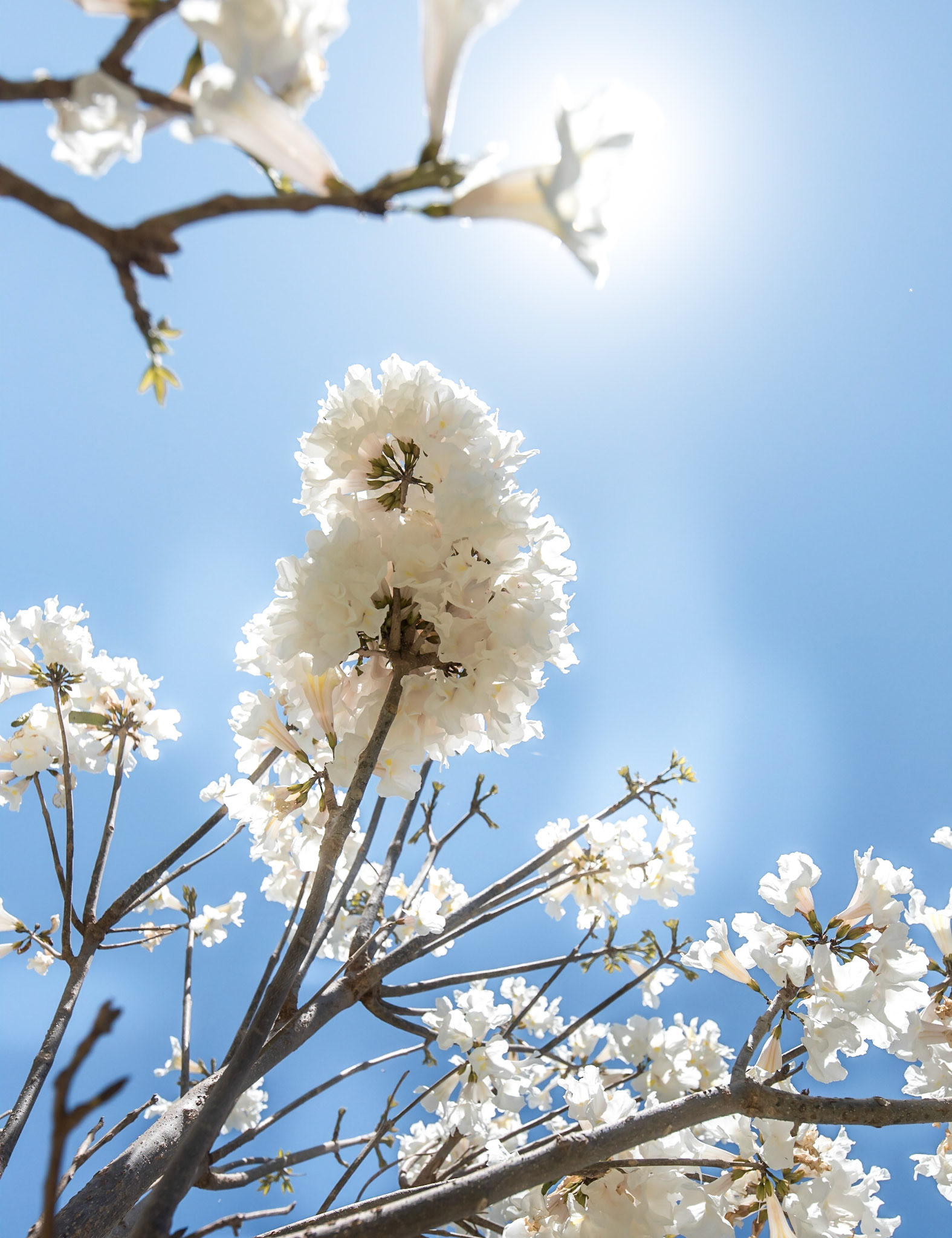 COD:9347_2017 - Ipê-Branco - Anápolis-GO