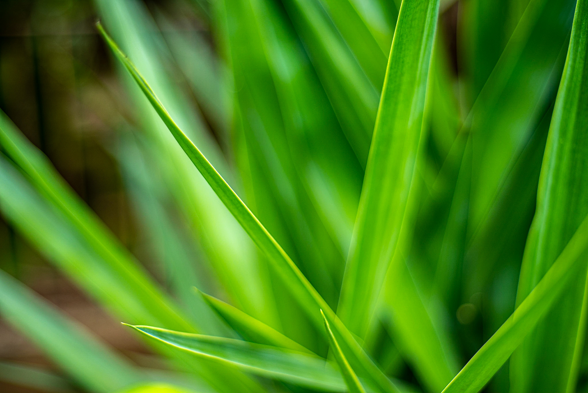 COD:0118_2019 - Ap. de Goiânia-GO