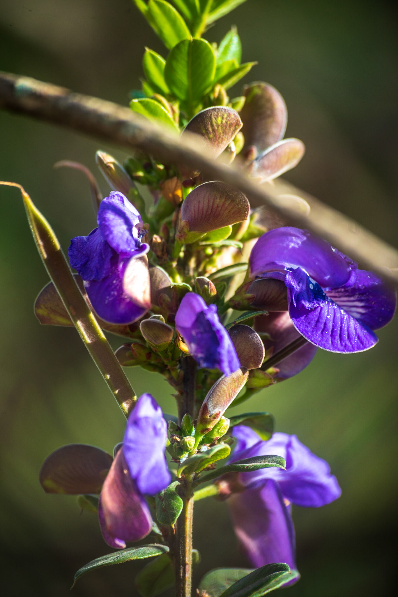 Parque dos Pireneus - Pirenopolis-GO - COD:2018_7665
