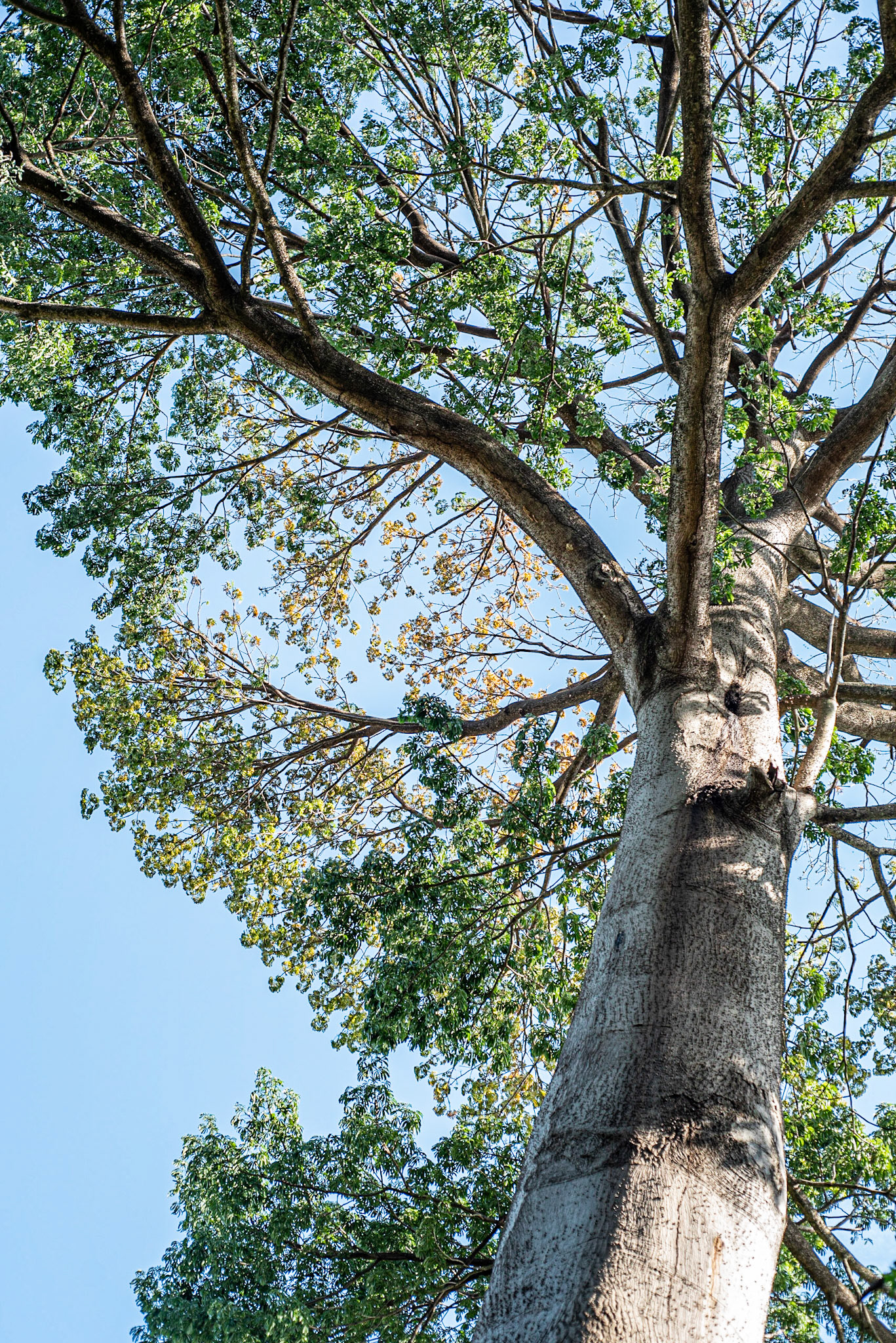 COD:0128_2019 - Ap. de Goiânia-GO