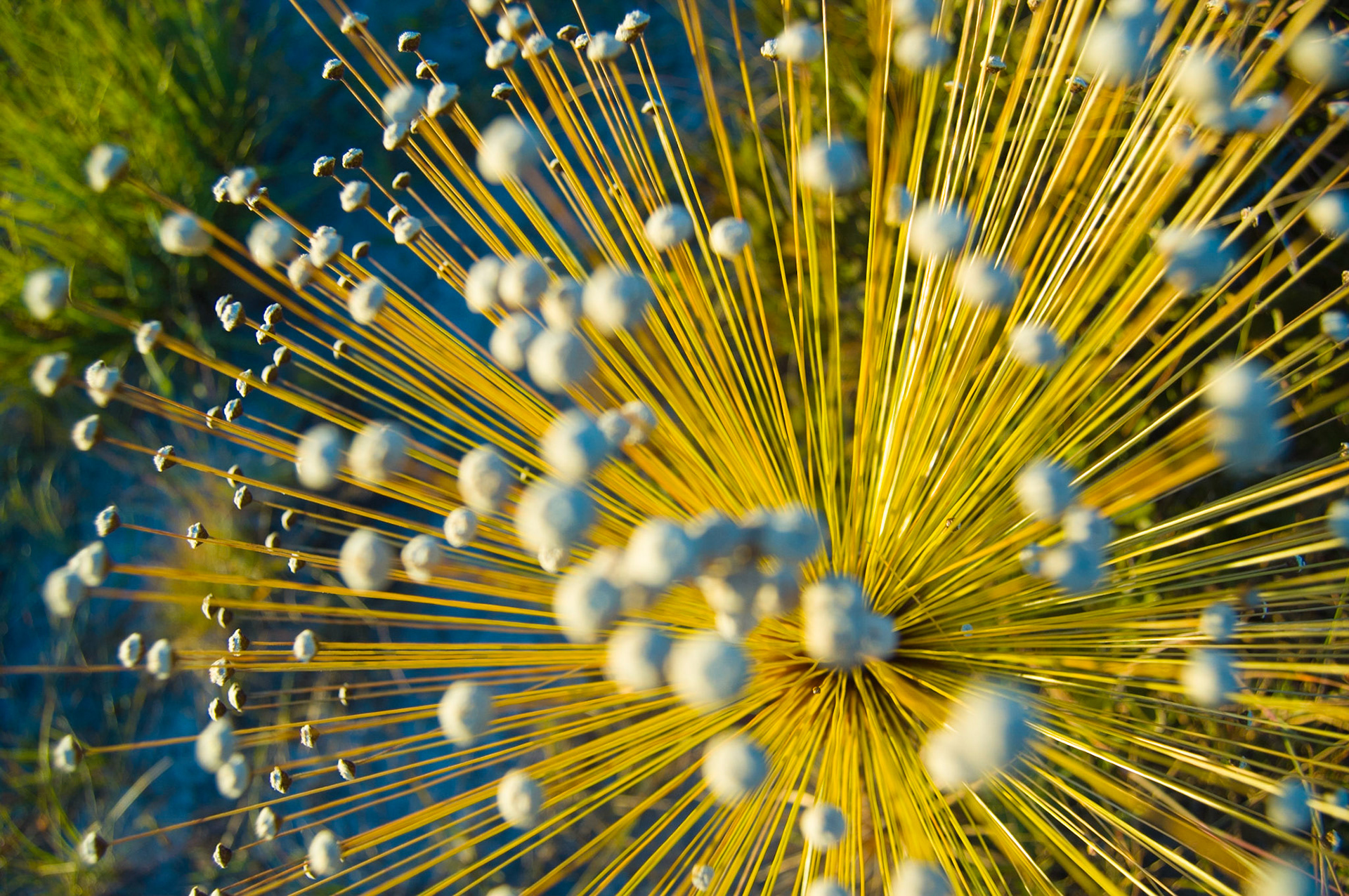 COD:0360_2007 - Paepalantus - Rei do Prata - Cavalcante-GO