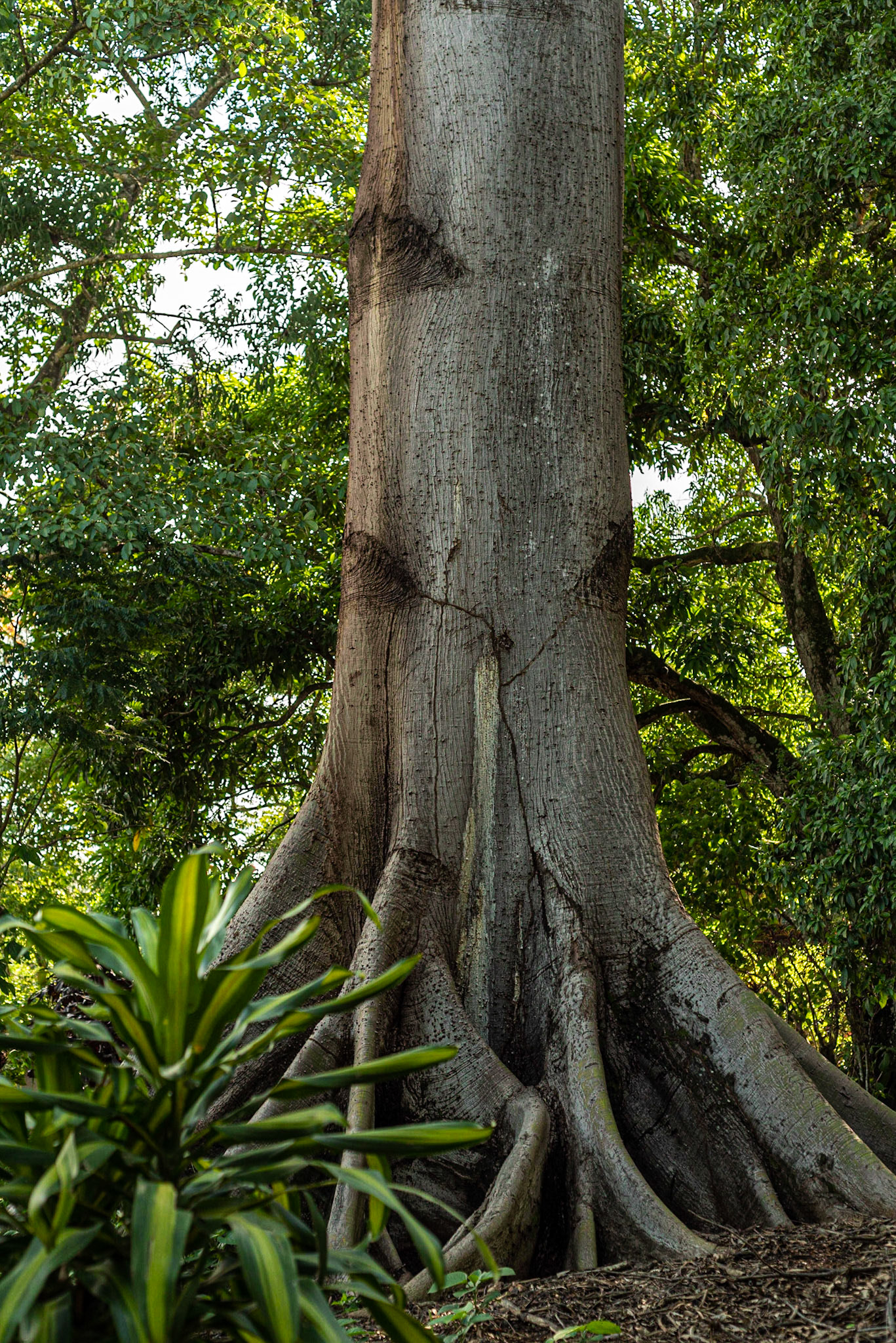COD:0164_2019 - Ap. de Goiânia-GO
