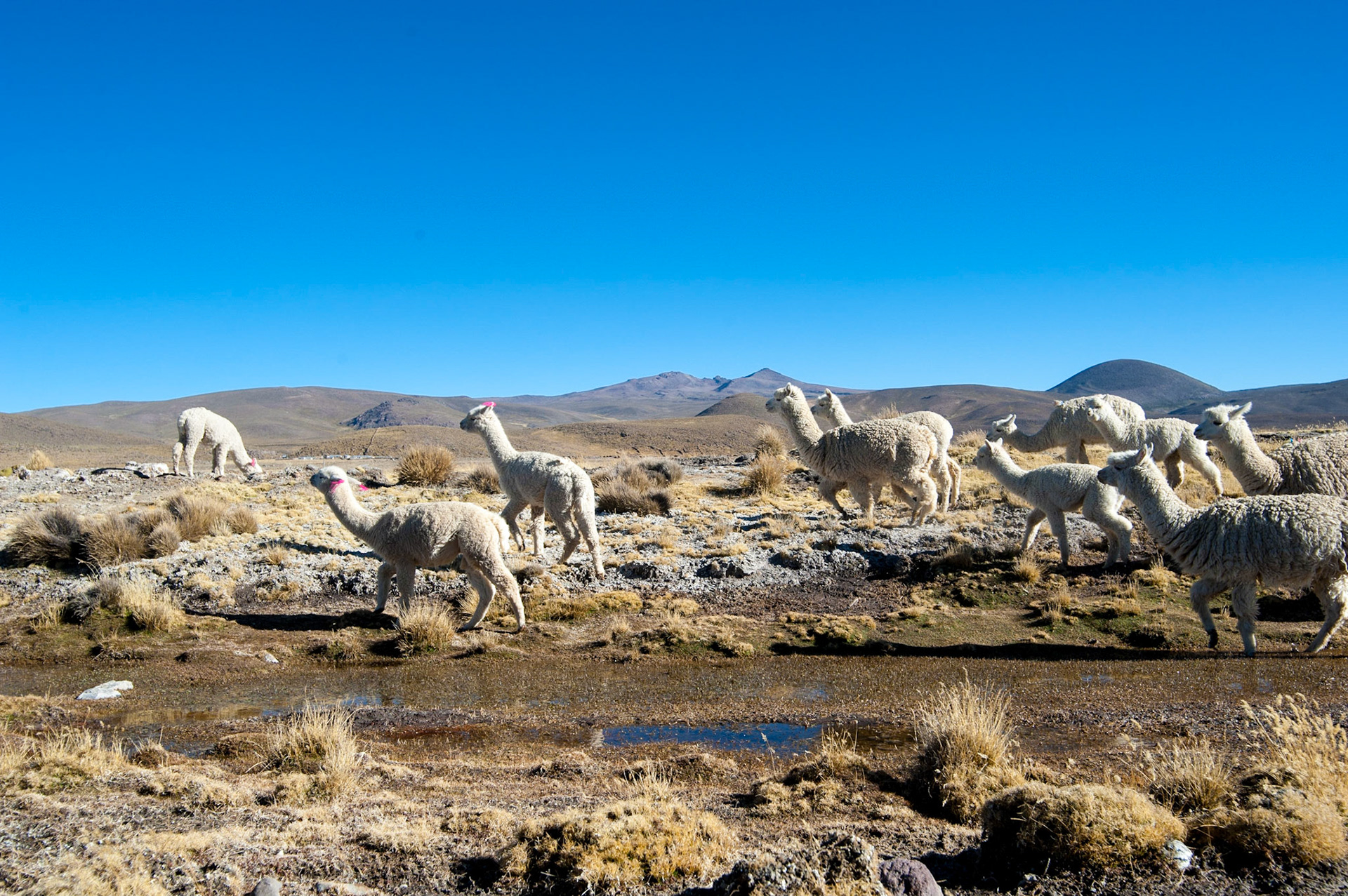 COD:2099_2012 -Peru