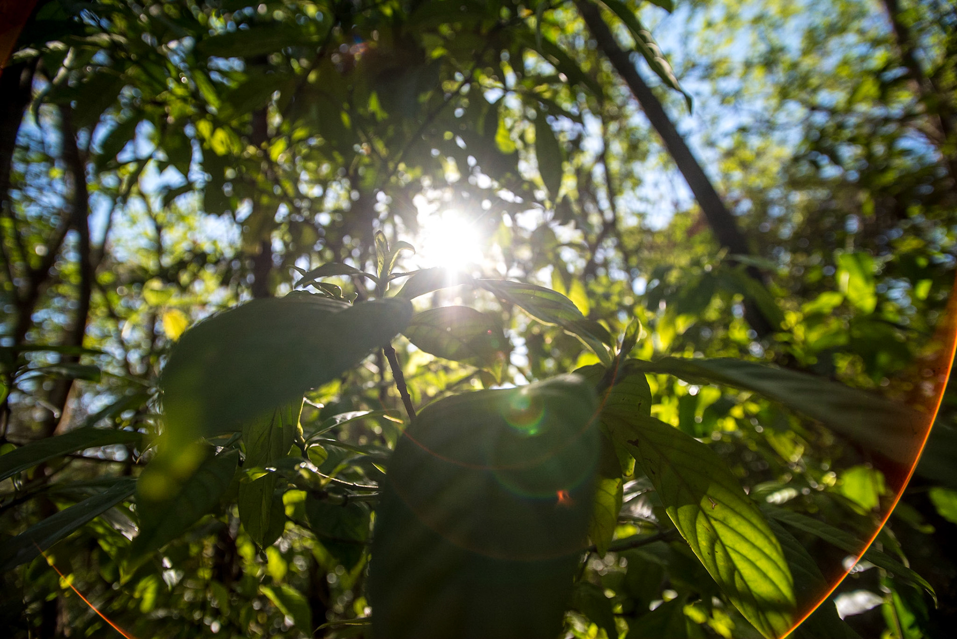 COD:8017_2017 - Chacrona - Bonfinópolis-GO