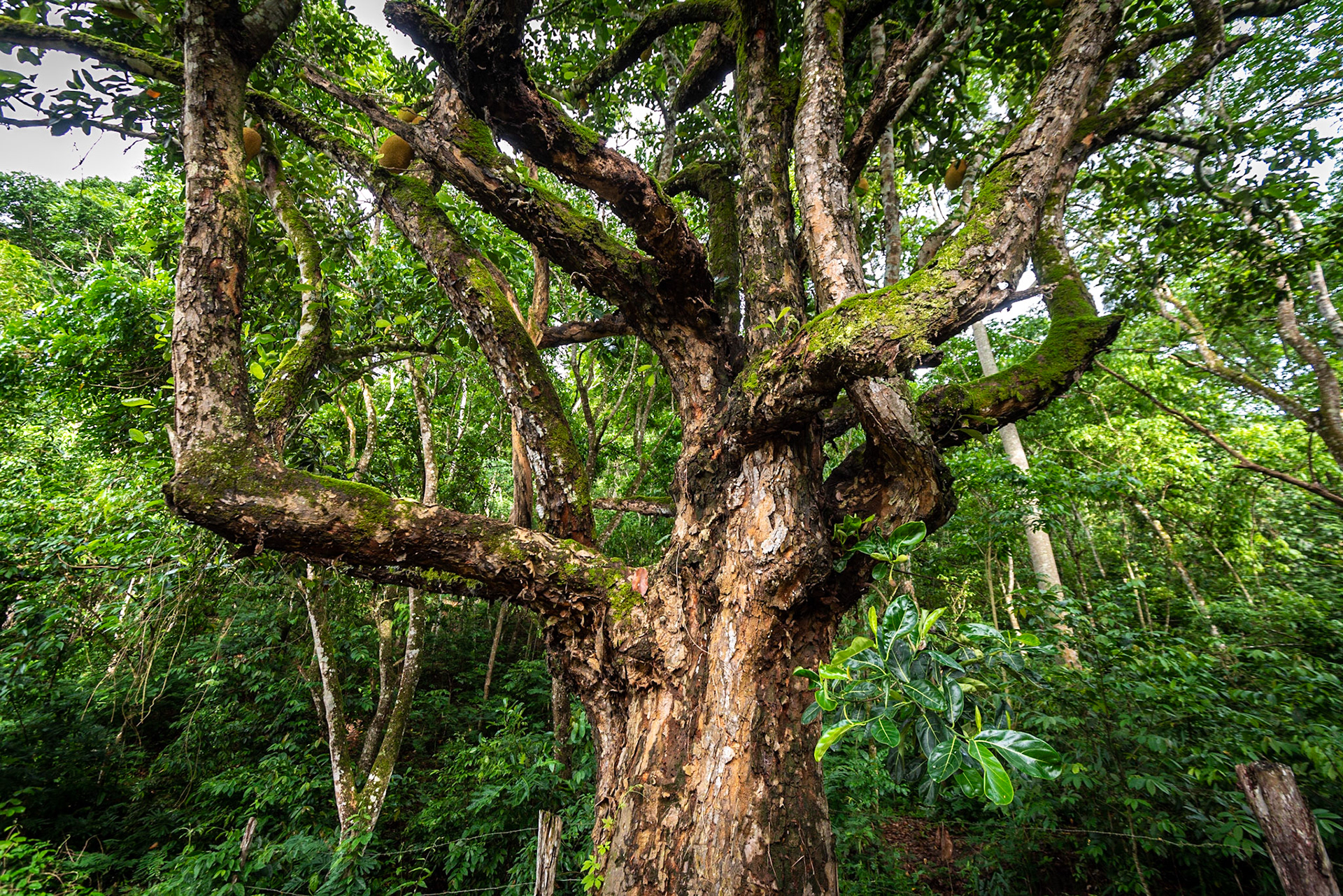 COD:0869_2020 - Teófilo Otoni-MG