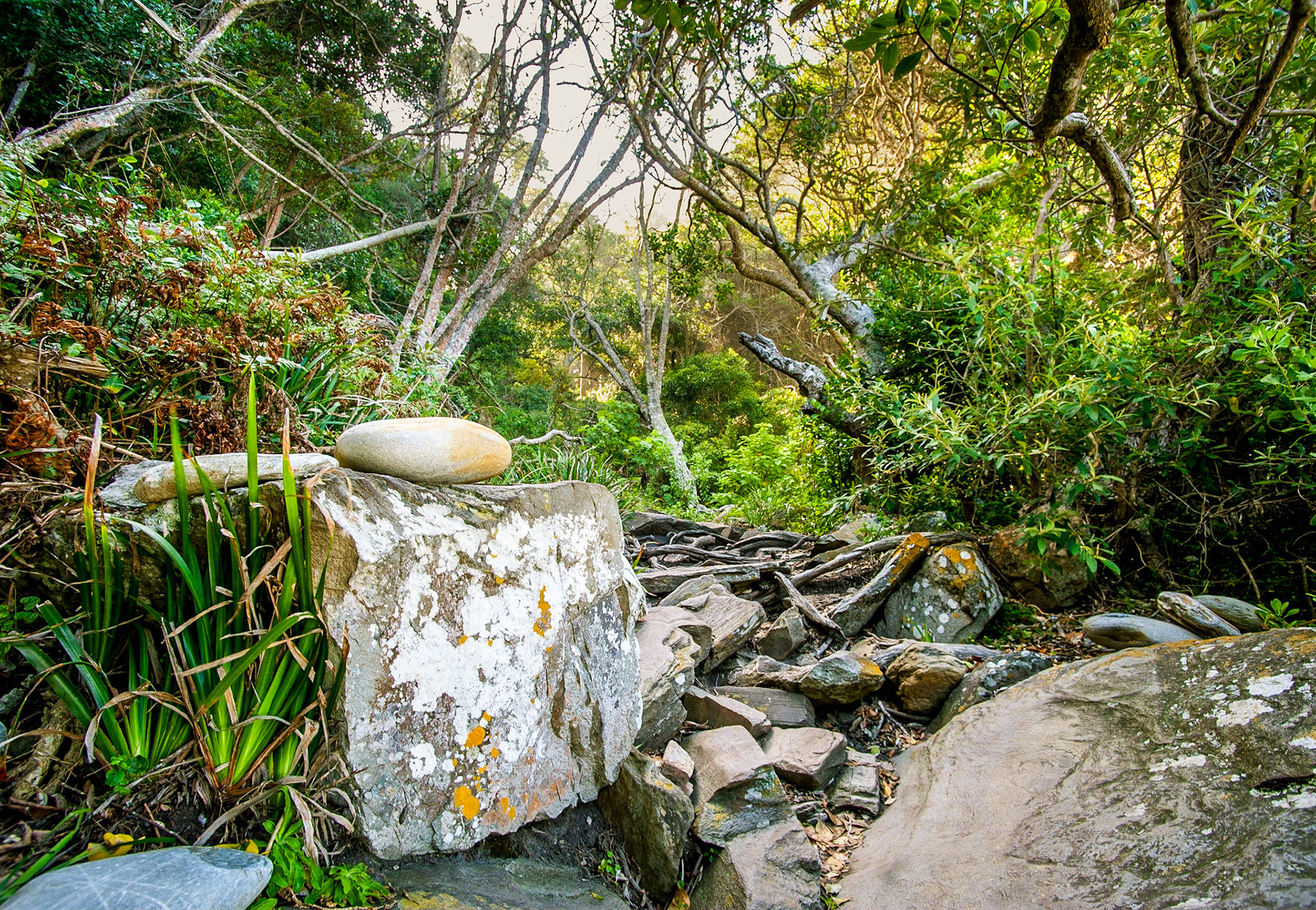 COD:3258_2017 - Tsitsikamma Park - África do Sul