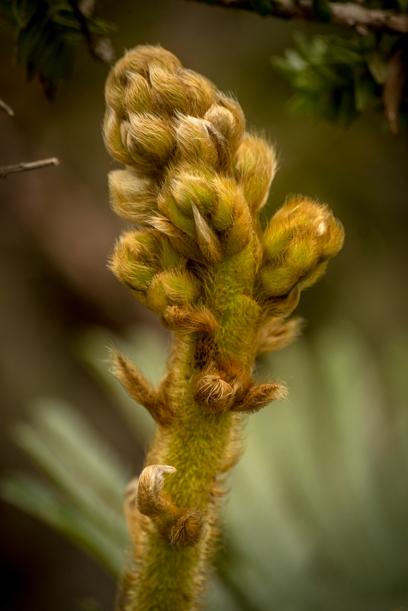 COD:8683_2018 - Faz.São Bento - Alto Paraíso-GO