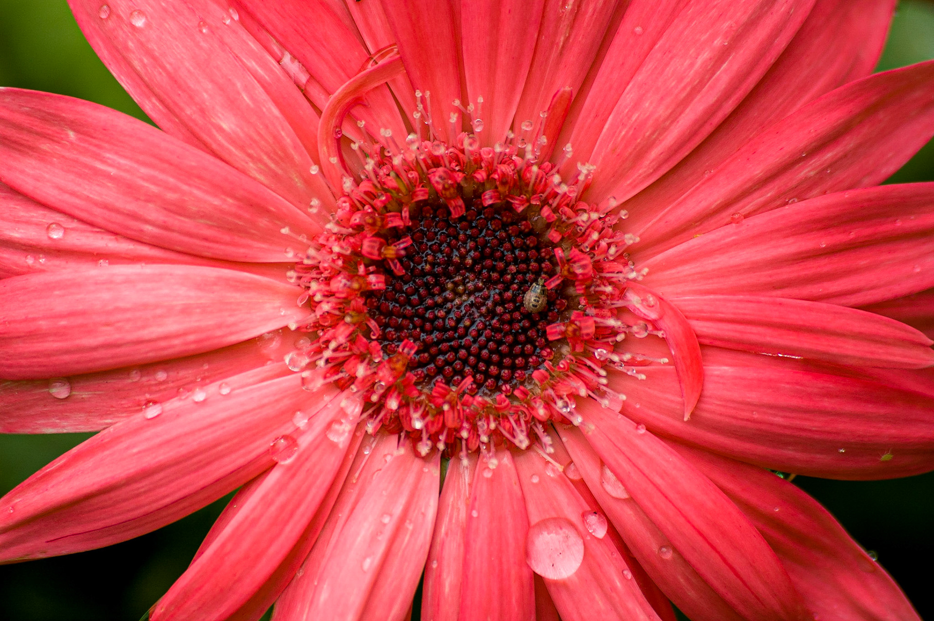 COD:0001_2006 - Crisantemo - Goiania-GO