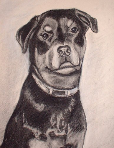 In Memory of Bailey - Charcoal