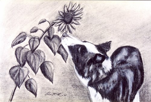 Sun Muncher - Charcoal