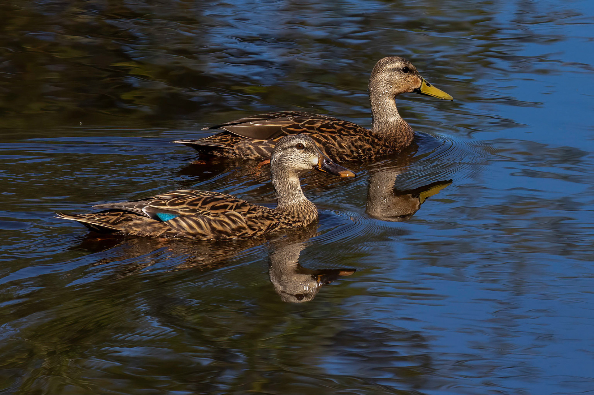 Mottled Ducks - mating Pair - male in background