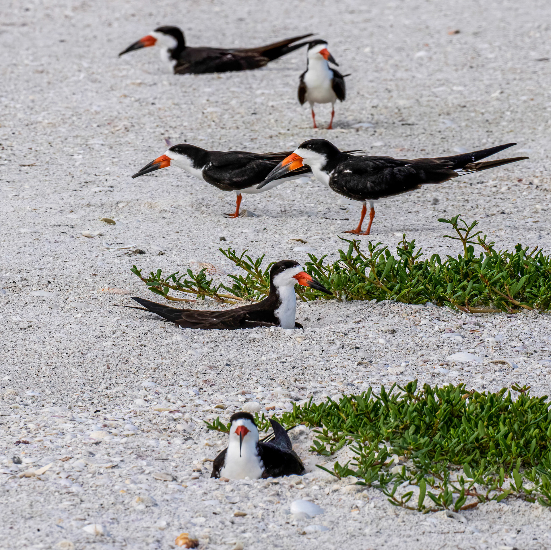 Males guard their small nesting territiory