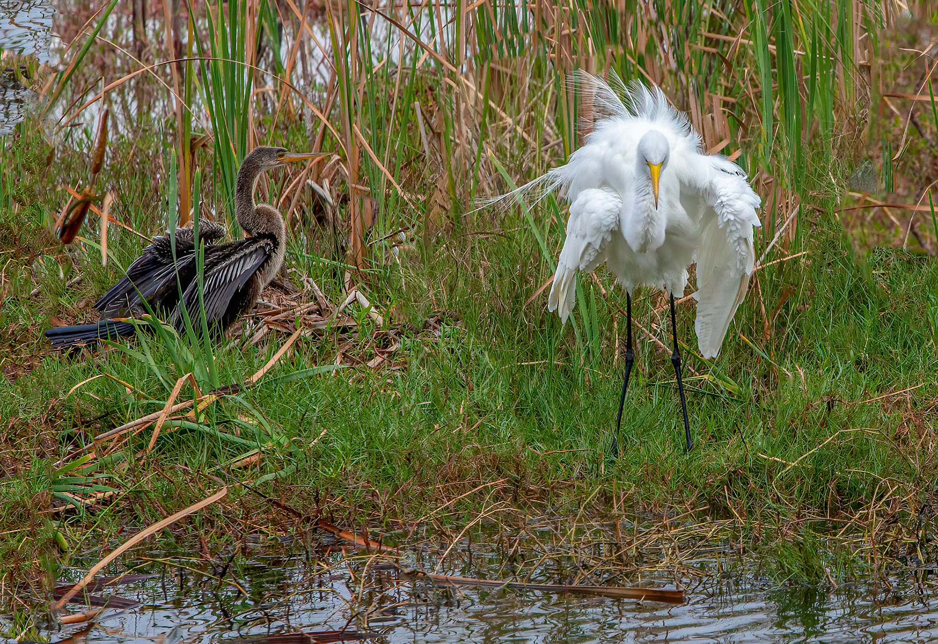 Great Egret & Anhinga