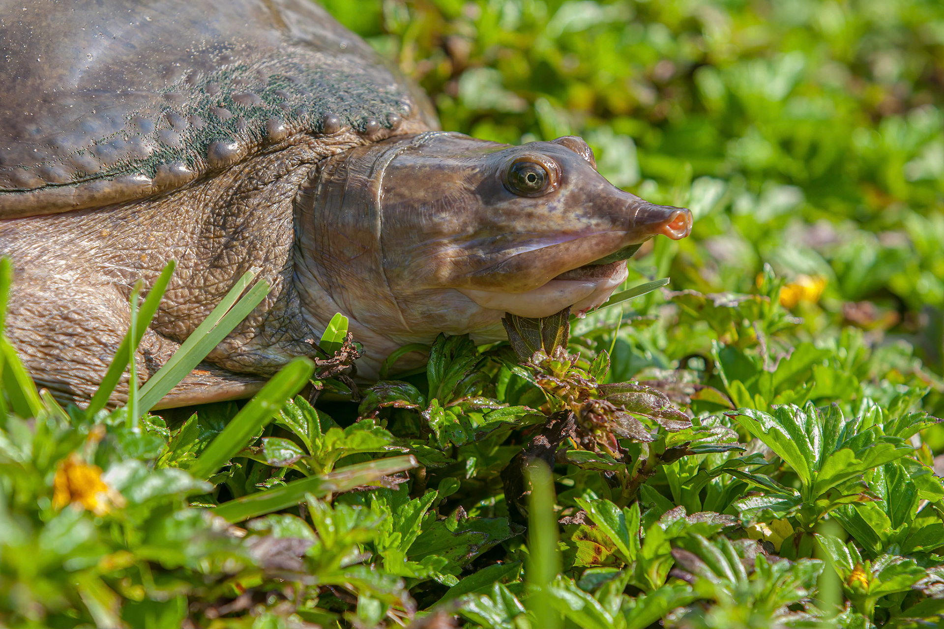 Gulf Coast Spiny Softshell Turtle