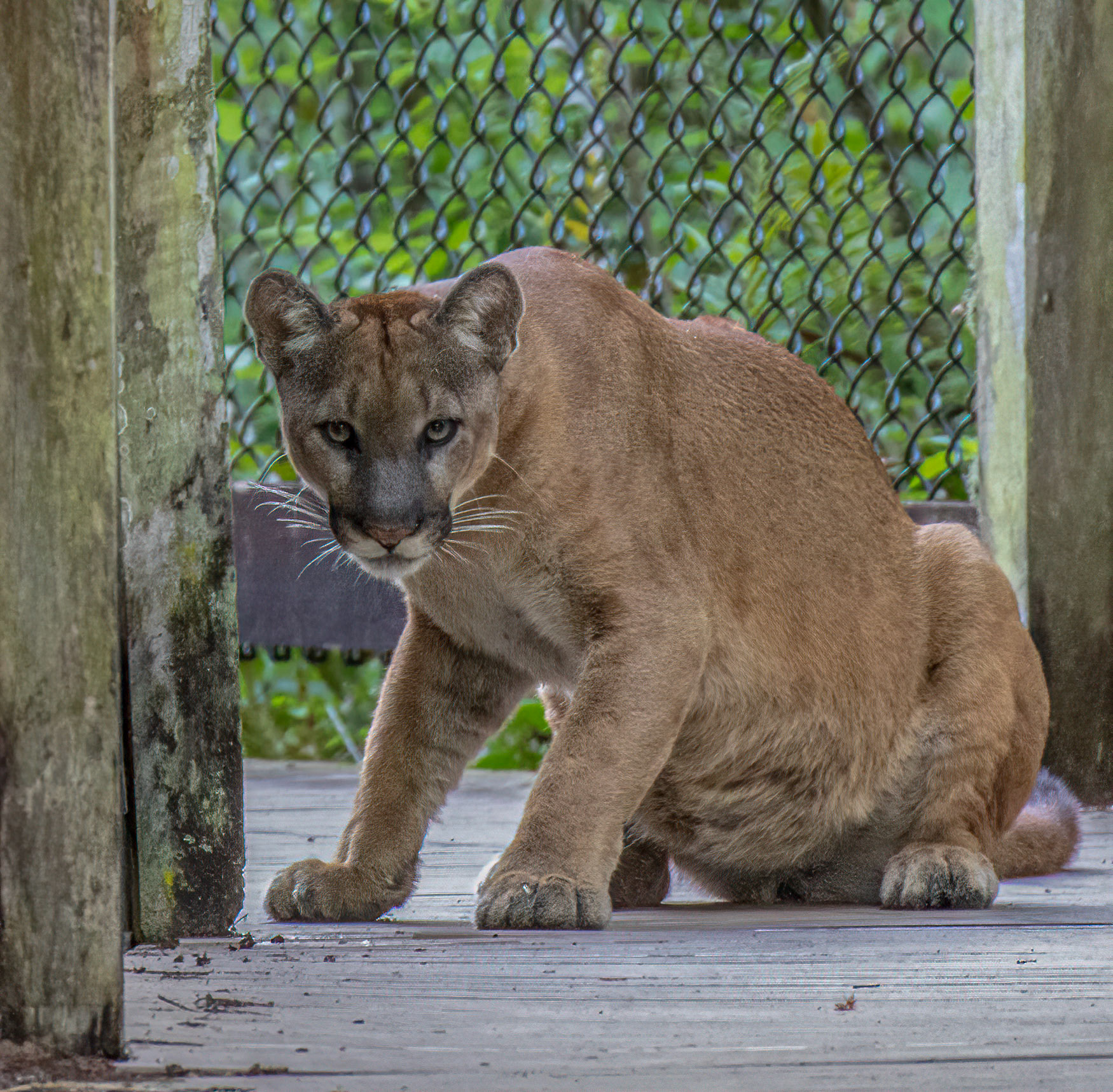 Engorged male after a recent kill