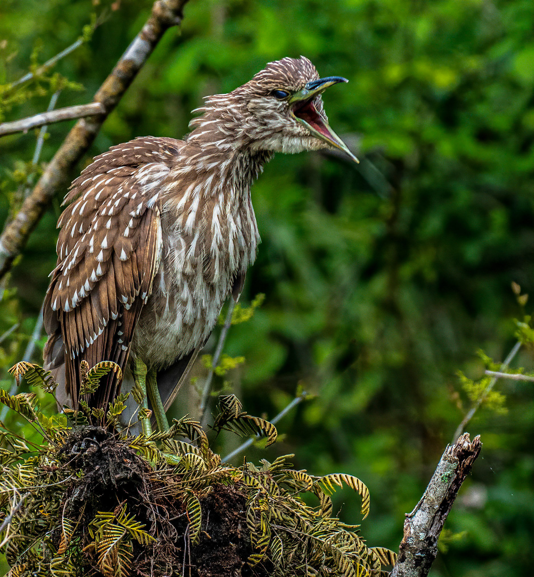 Black-Crowned Night Heron - Immature