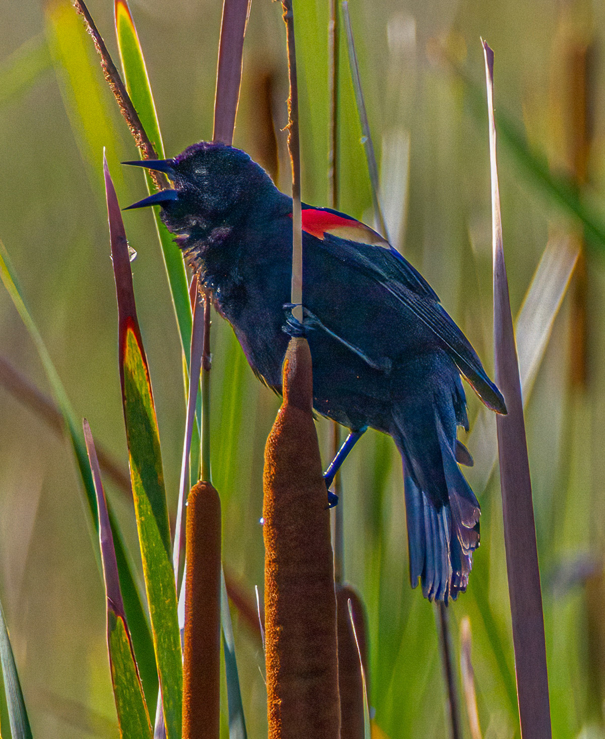 Red-winged Blackbird