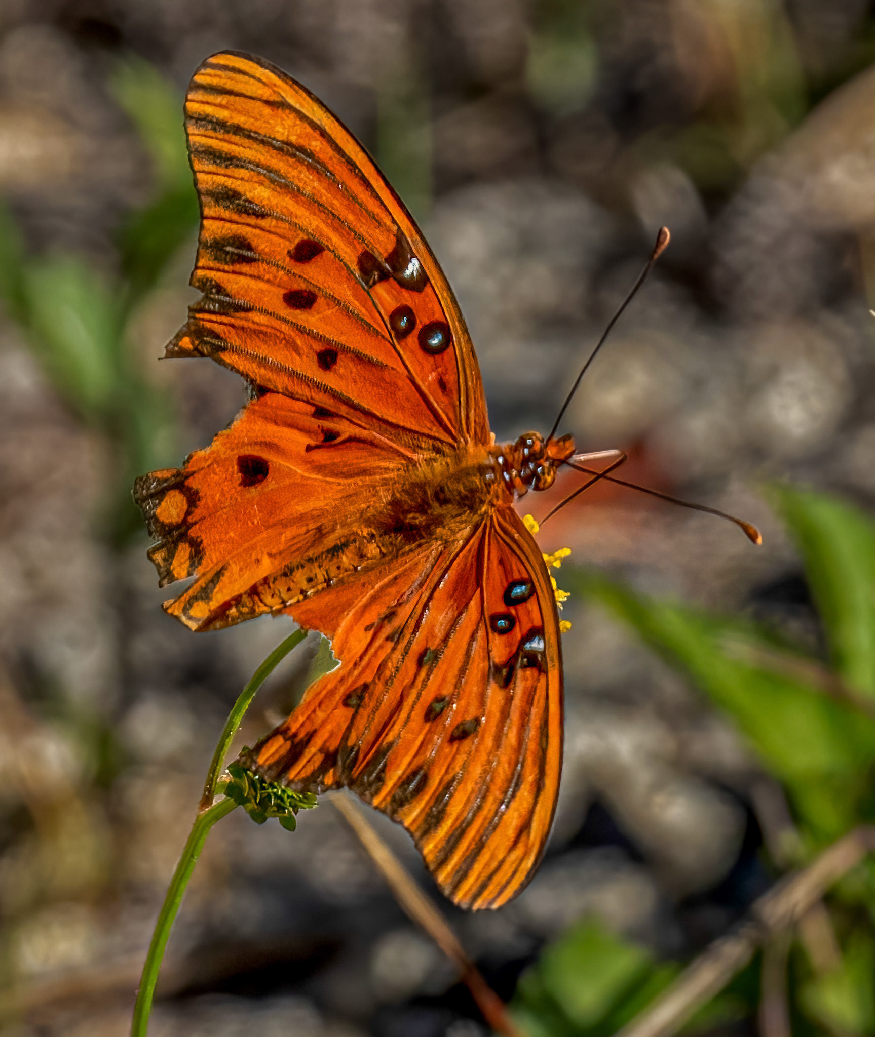 Gulf Fritillary
