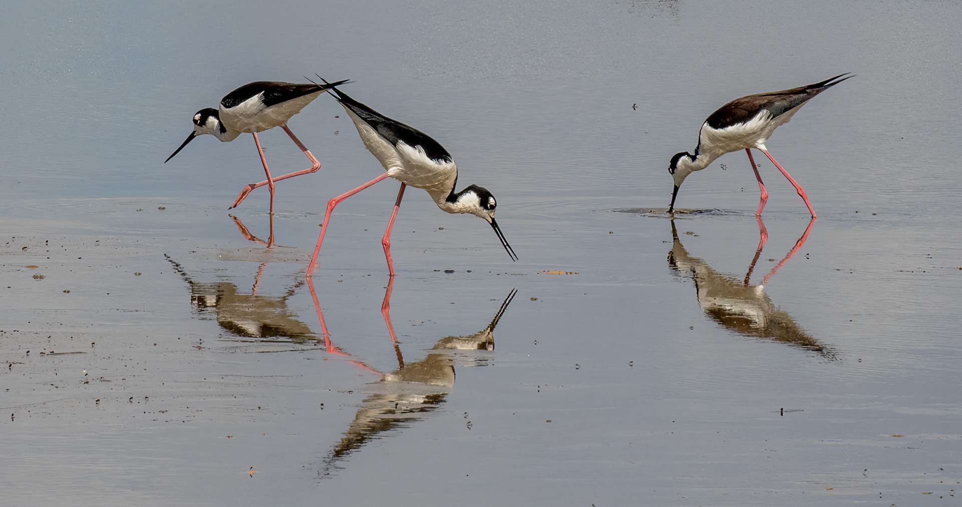 Black-necked Stilts