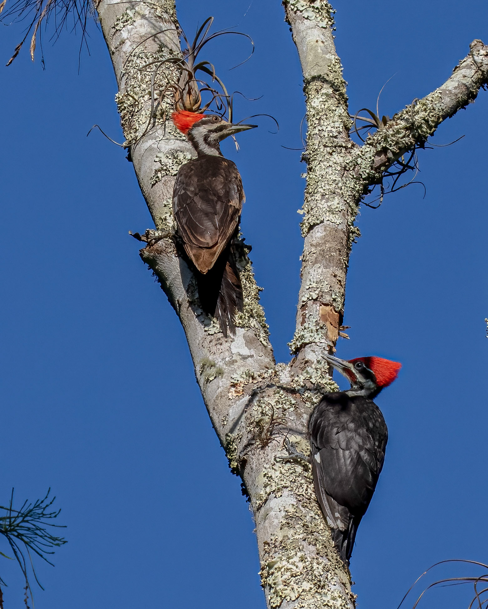 Female Pileated Woodpecker & fledgling