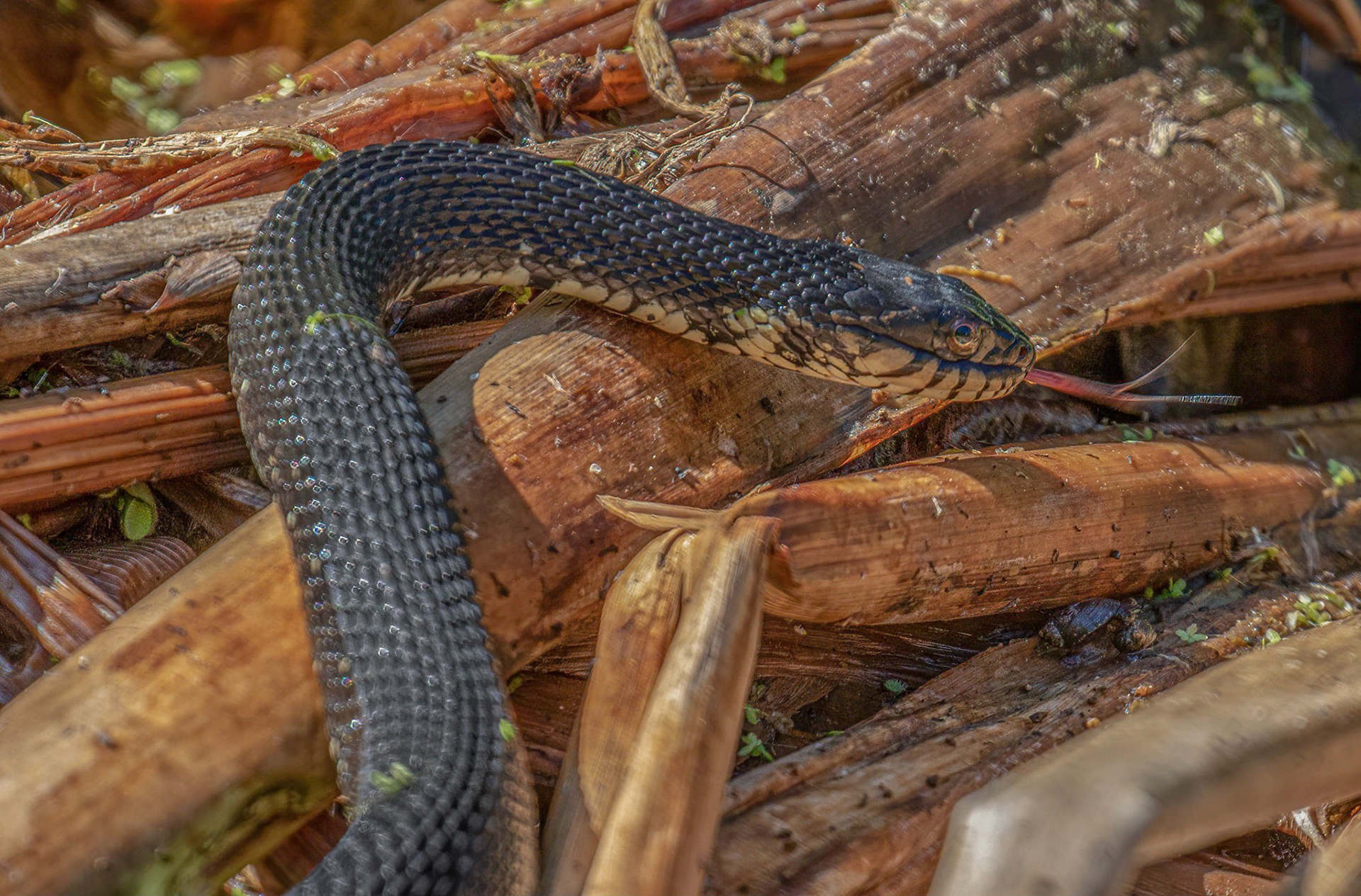 Non-venemous nor aggressive but will bite to defend themselves