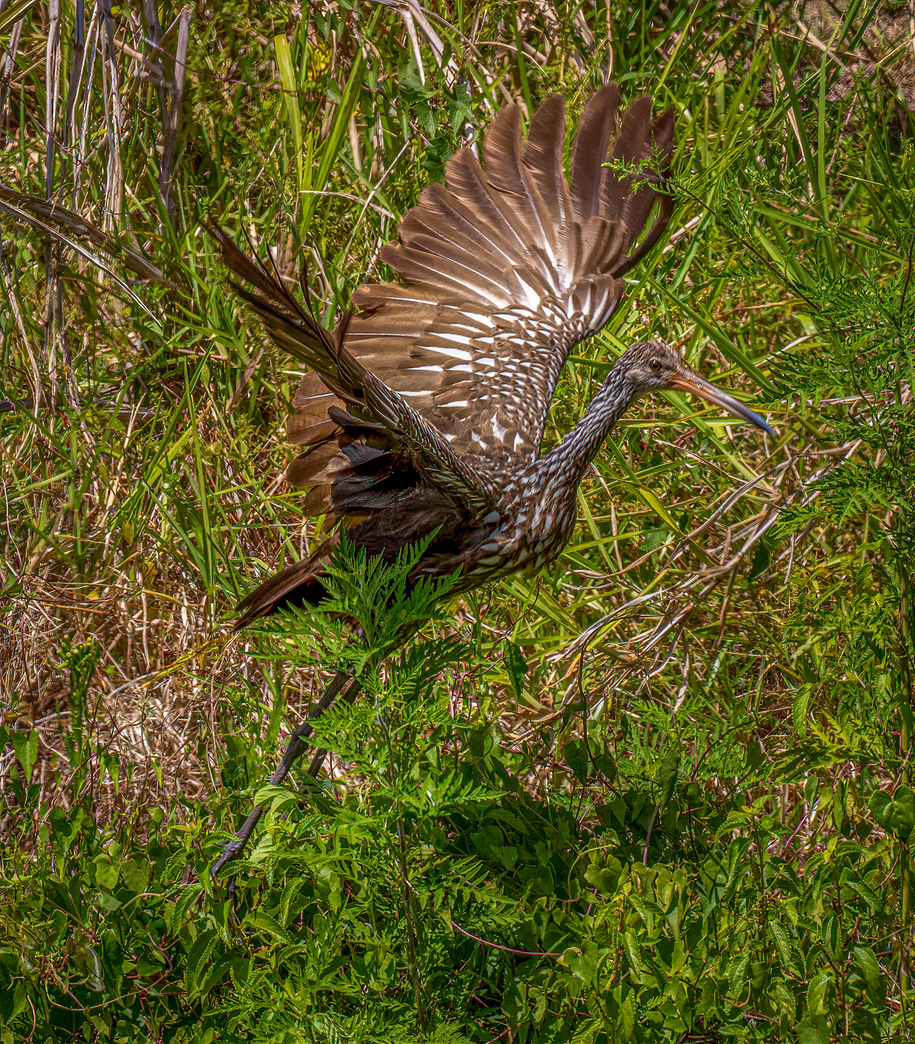 Limpkin