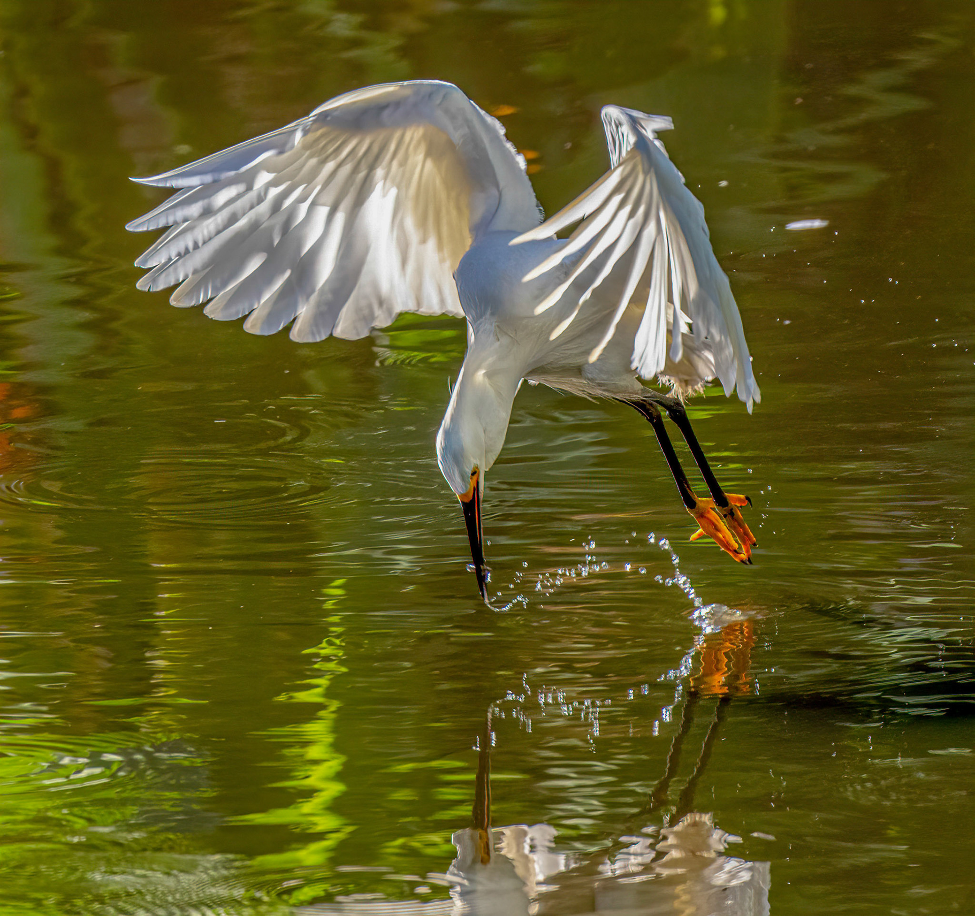 Snowy Egret