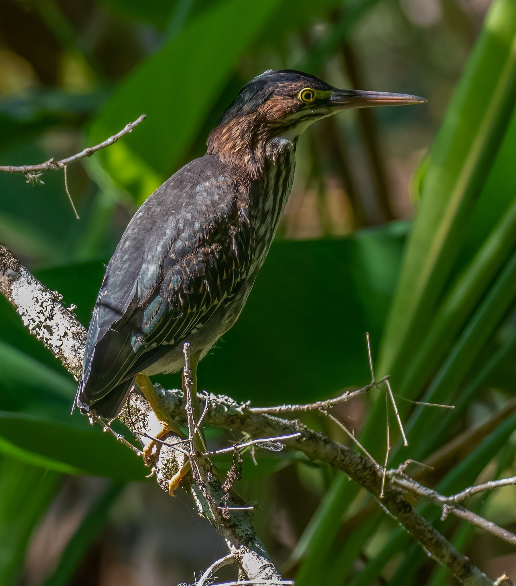 Green Heron