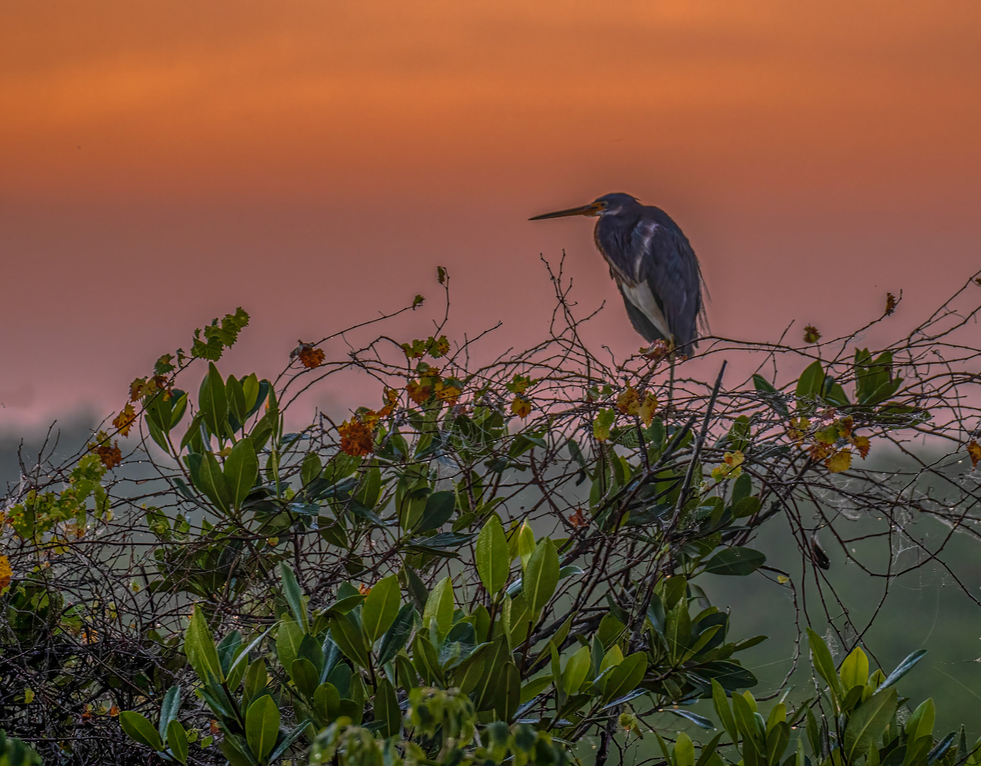 Great Blue Heron