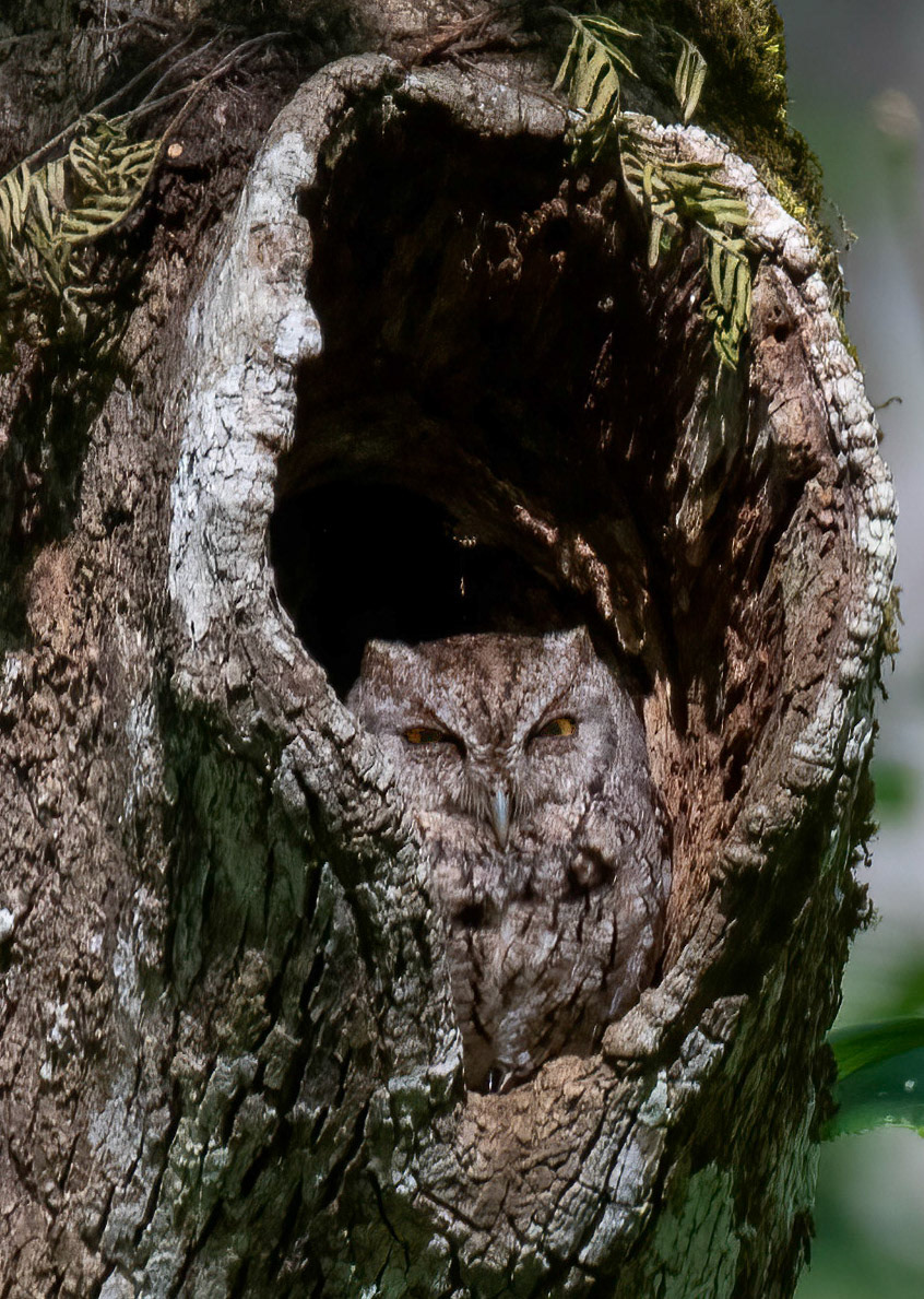 Eastern Screech Owl