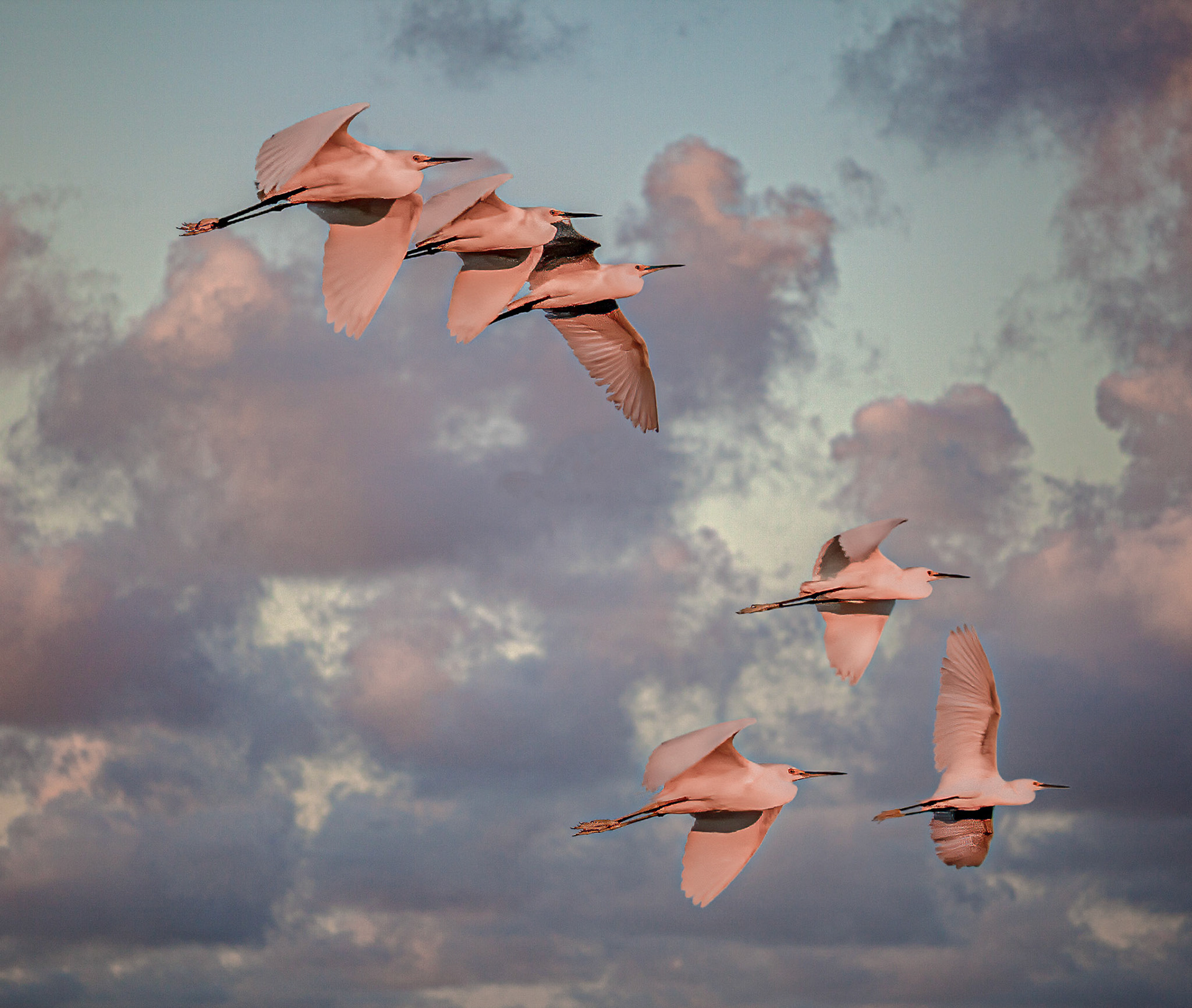 Snowy Egrets flying to roosting colony at sunset