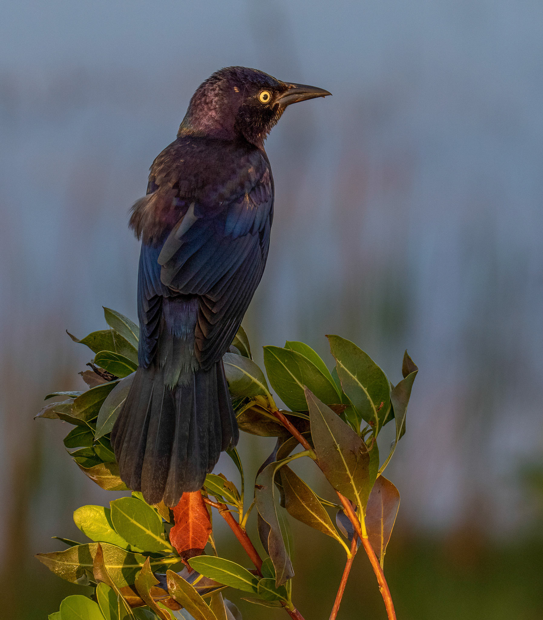 Great-tailed Grackle - Female - notice the bright yellow eyes